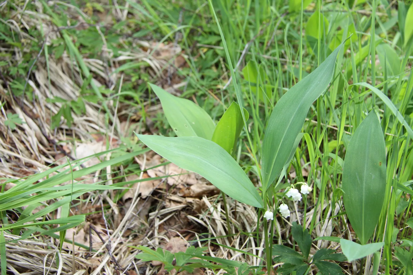 Lily-Of-The-Valley (Convallaria Majalis) — note that all parts of the plant are highly toxic if ingested; consider its utility as a ground cover, image 43