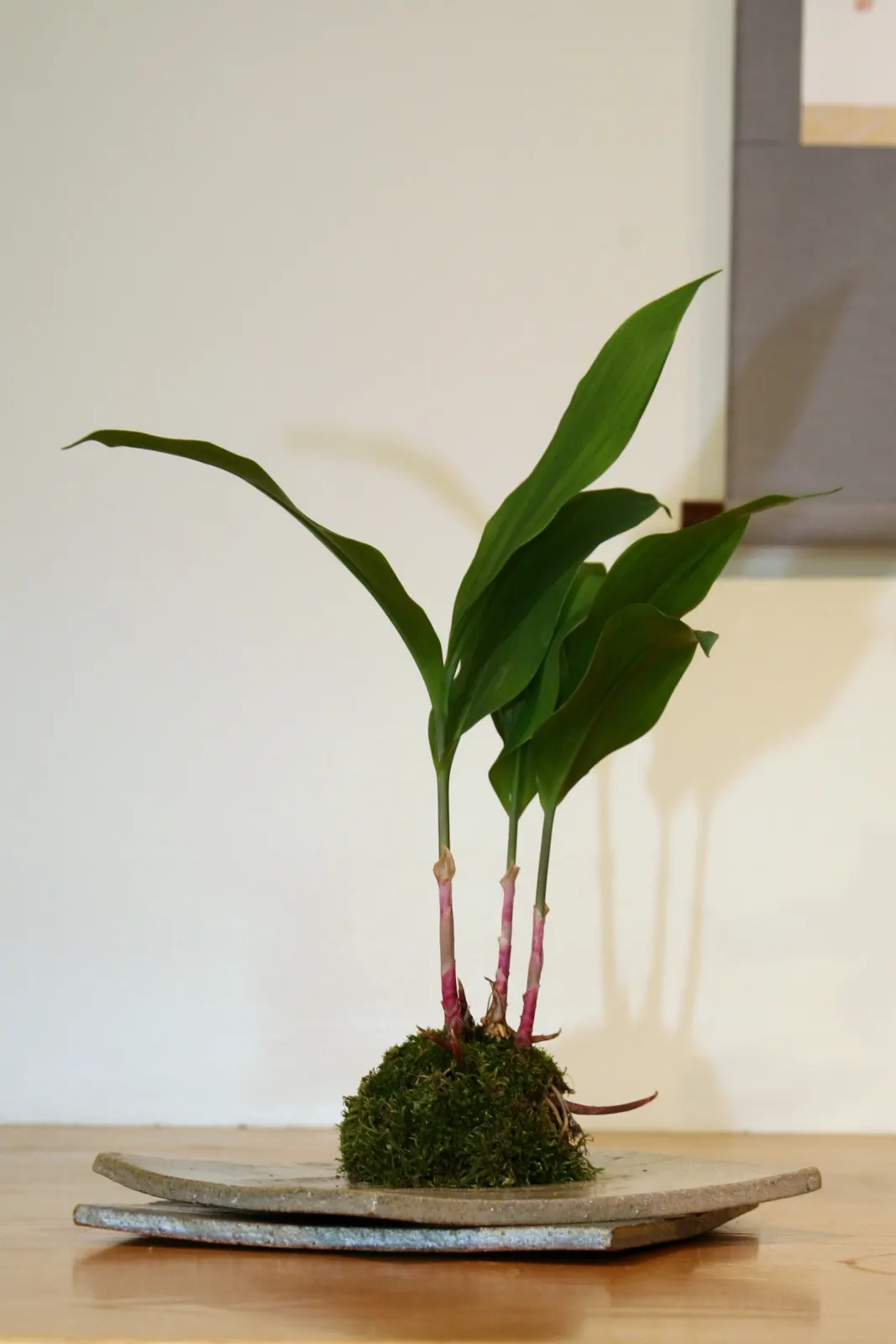 Lily-Of-The-Valley (Convallaria Majalis) — ground cover / perennial with white blooms; bell-shaped flowers and sweet fragrance, image 63