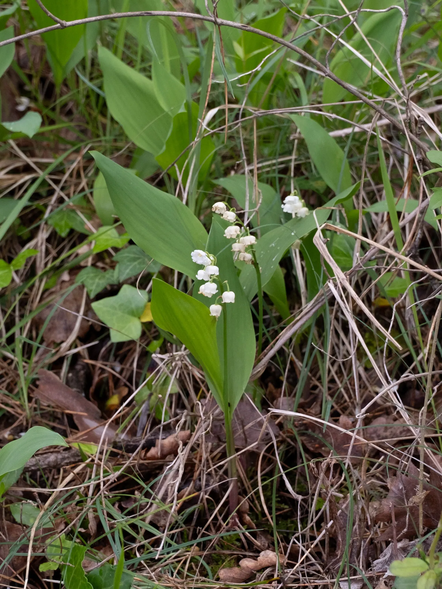 Lily-Of-The-Valley (Convallaria Majalis) — Zones 2-7, providing a delicate underlayer or edge planting with minimal maintenance requirements; ground cover /