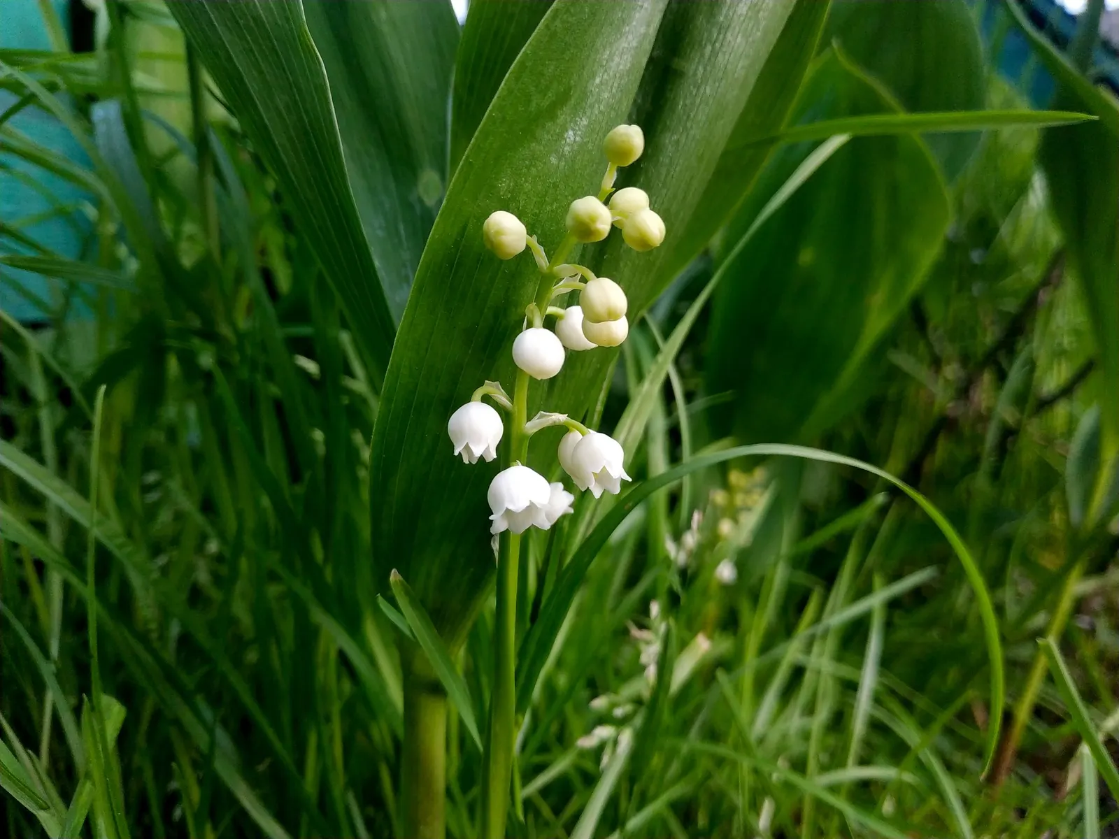 Lily-Of-The-Valley (Convallaria Majalis) — bell-shaped flowers and sweet fragrance; it thrives in partial to full shade, image 38
