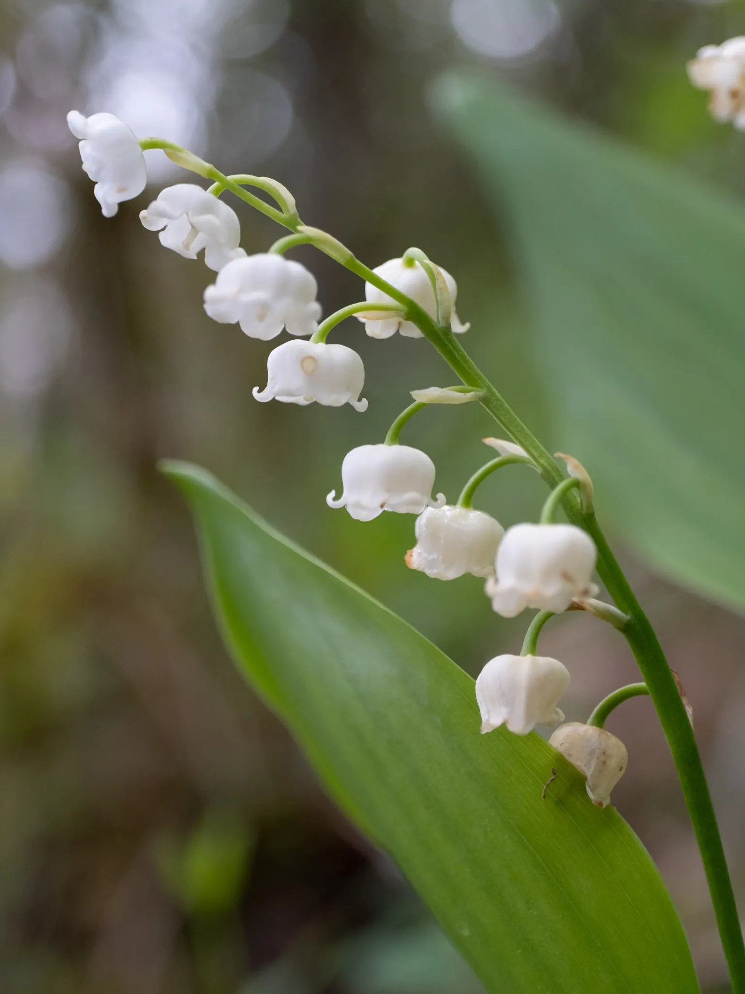 Lily-Of-The-Valley (Convallaria Majalis) — Zones 2-7, providing a delicate underlayer or edge planting with minimal maintenance requirements
