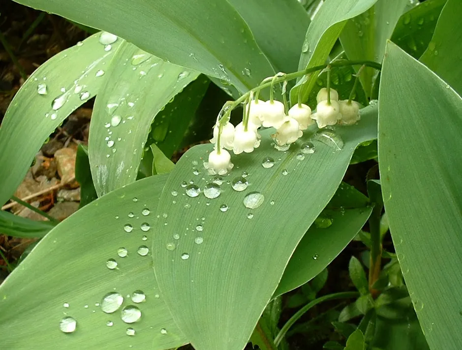 Lily-Of-The-Valley (Convallaria Majalis) — it thrives in partial to full shade; white flowers in the garden, image 39