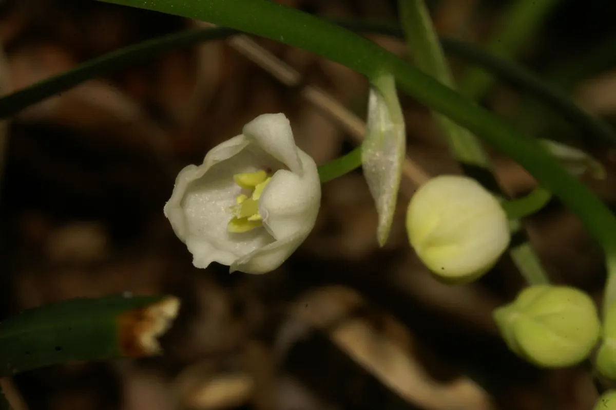 Lily-Of-The-Valley (Convallaria Majalis) — it thrives in partial to full shade and prefers moist; note that all parts of the plant are highly toxic, image 82
