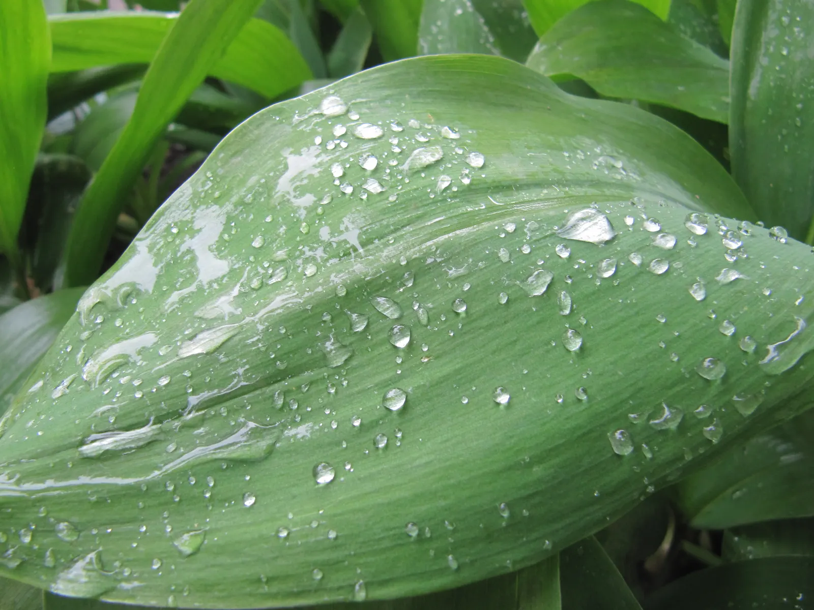 Lily-Of-The-Valley (Convallaria Majalis) — Beware: All parts are toxic if ingested; in late spring, usually around May, you'll be greeted with, image 52
