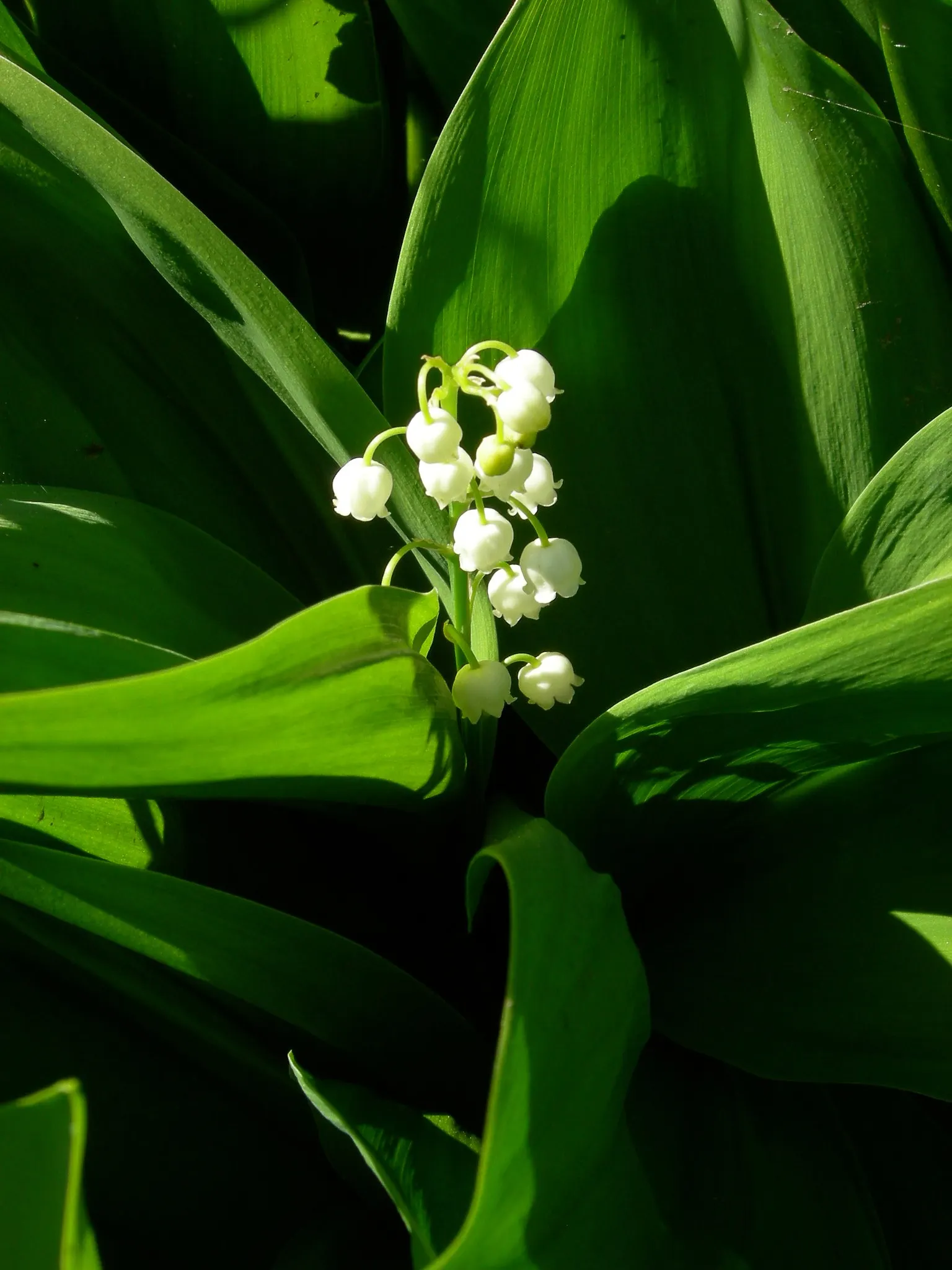 Lily-Of-The-Valley (Convallaria Majalis) — so caution is advised in gardens frequented by pets or small children