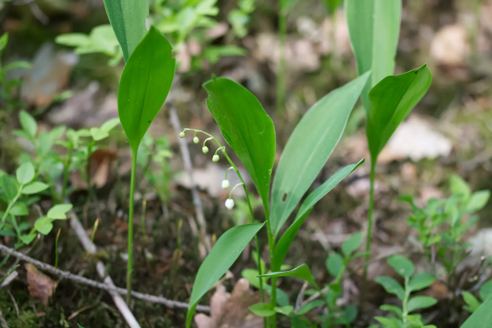 Lily-Of-The-Valley (Convallaria Majalis) — it thrives in partial to full shade