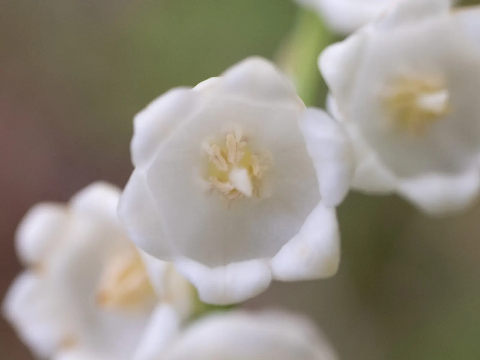 Lily-Of-The-Valley (Convallaria Majalis) — ground cover / perennial with white blooms; bell-shaped flowers and sweet fragrance, image 95