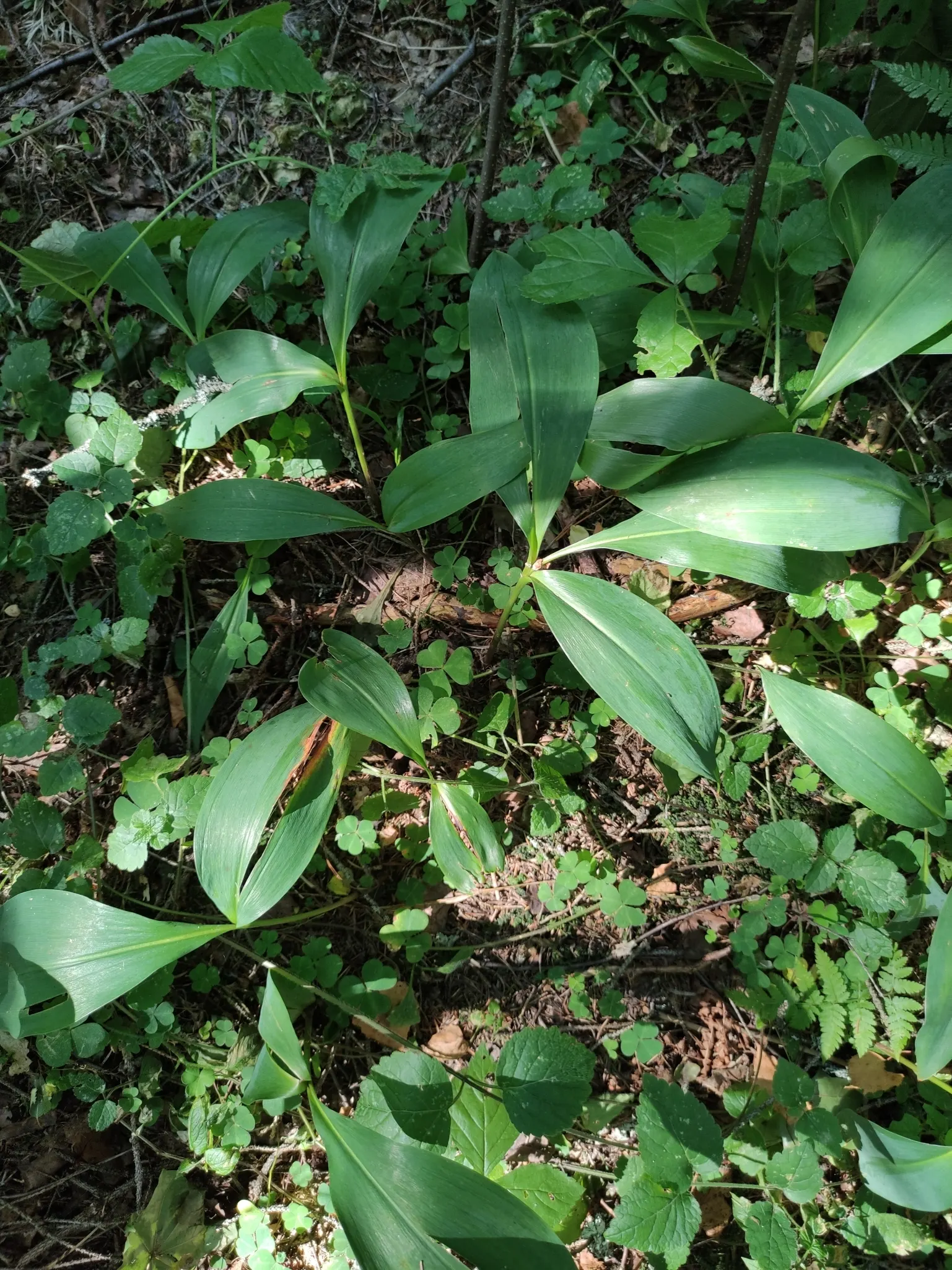 Lily-Of-The-Valley (Convallaria Majalis) — Beware: All parts are toxic if ingested; in late spring, usually around May, you'll be greeted with, image 68