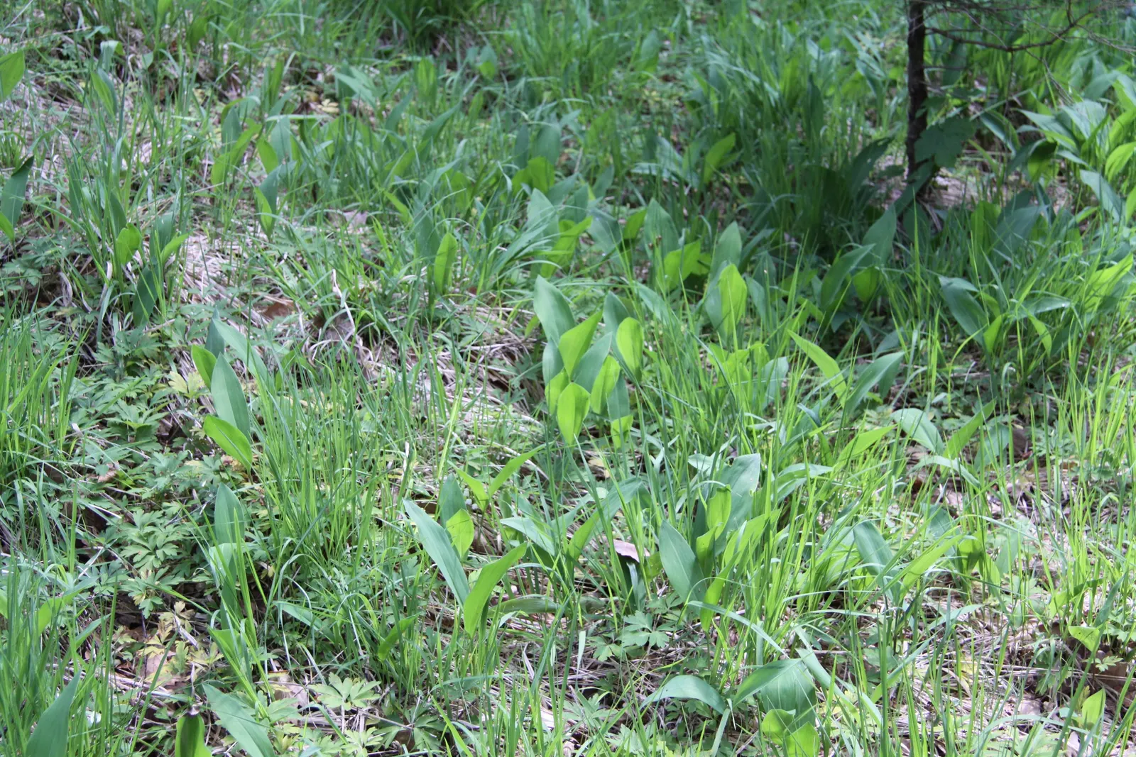 Lily-Of-The-Valley (Convallaria Majalis) — Beware: All parts are toxic if ingested