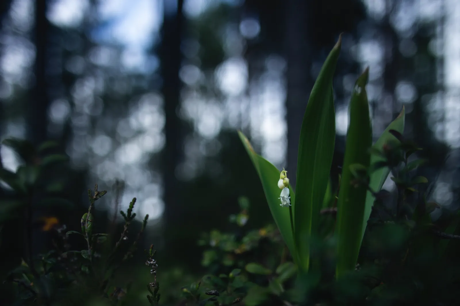 Lily-Of-The-Valley (Convallaria Majalis) — fragrant white flowers in late spring; beware: All parts are toxic if ingested, image 65