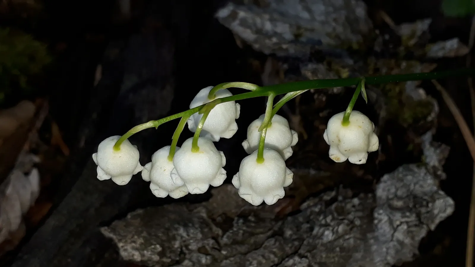 Lily-Of-The-Valley (Convallaria Majalis) — bell-shaped flowers and sweet fragrance; it thrives in partial to full shade