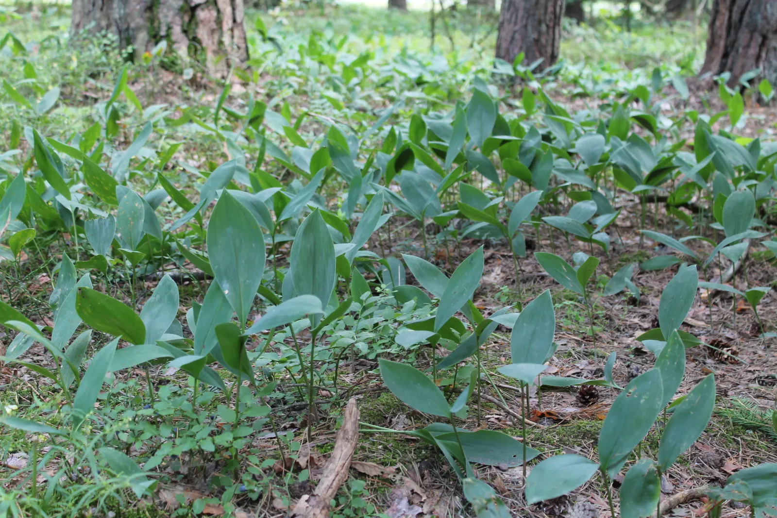 Lily-Of-The-Valley (Convallaria Majalis) — note that all parts of the plant are highly toxic if ingested; consider its utility as a ground cover, image 59