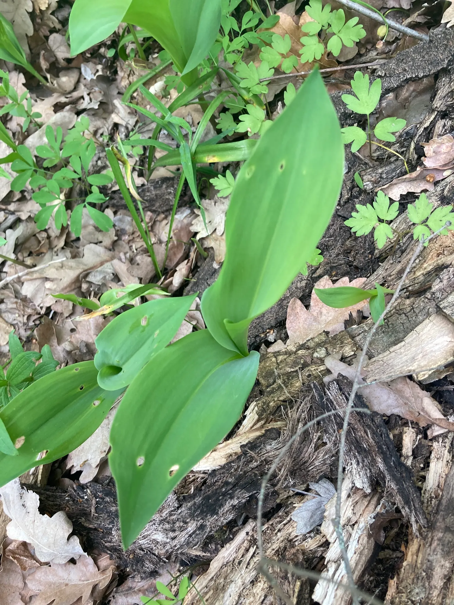 Lily-Of-The-Valley (Convallaria Majalis) — In late spring, usually around May, you'll be greeted with delicate white, sometimes pink-tinged, image 57