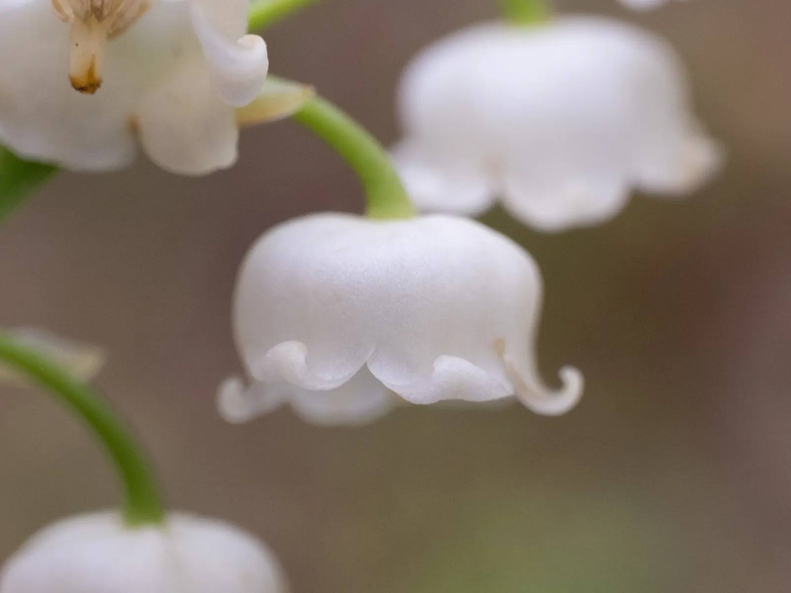 Lily-Of-The-Valley (Convallaria Majalis) — ground cover / perennial for half or shade