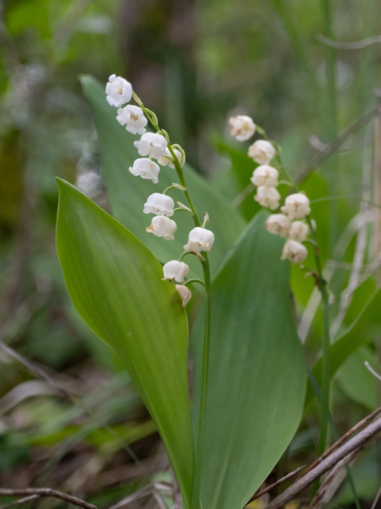 Lily-Of-The-Valley (Convallaria Majalis) — consider its utility as a ground cover under deciduous trees or within shaded borders; spreads, image 42