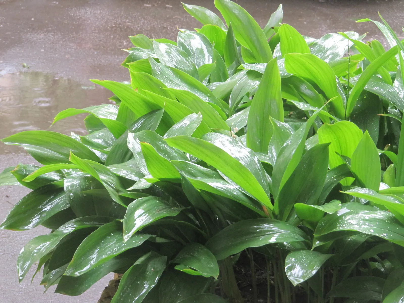 Lily-Of-The-Valley (Convallaria Majalis) — Spreads vigorously through rhizomes, ideal for woodland gardens; it thrives in partial to full shade and, image 99