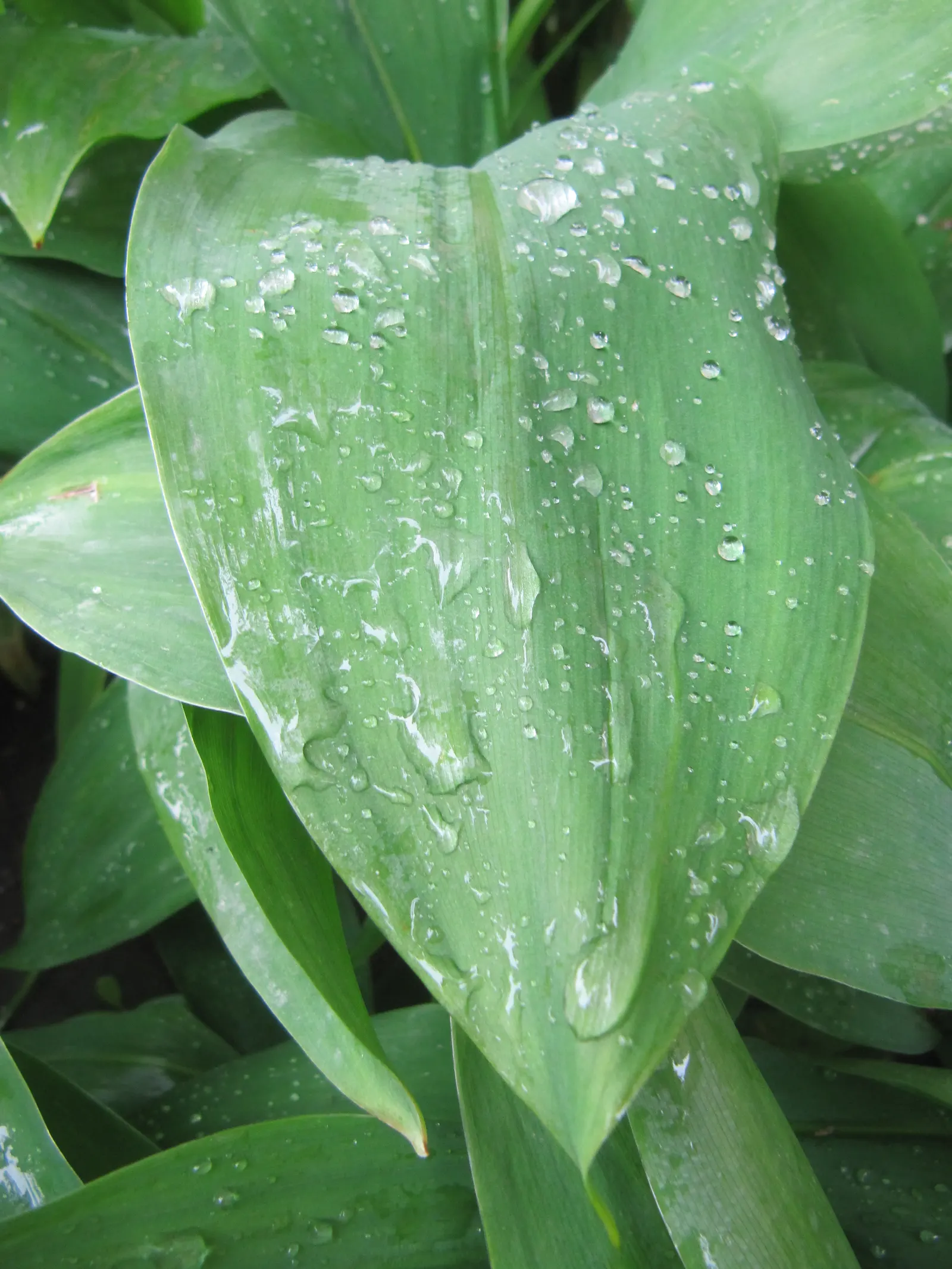 Lily-Of-The-Valley (Convallaria Majalis) — consider its utility as a ground cover under deciduous trees or within shaded borders; spreads, image 58