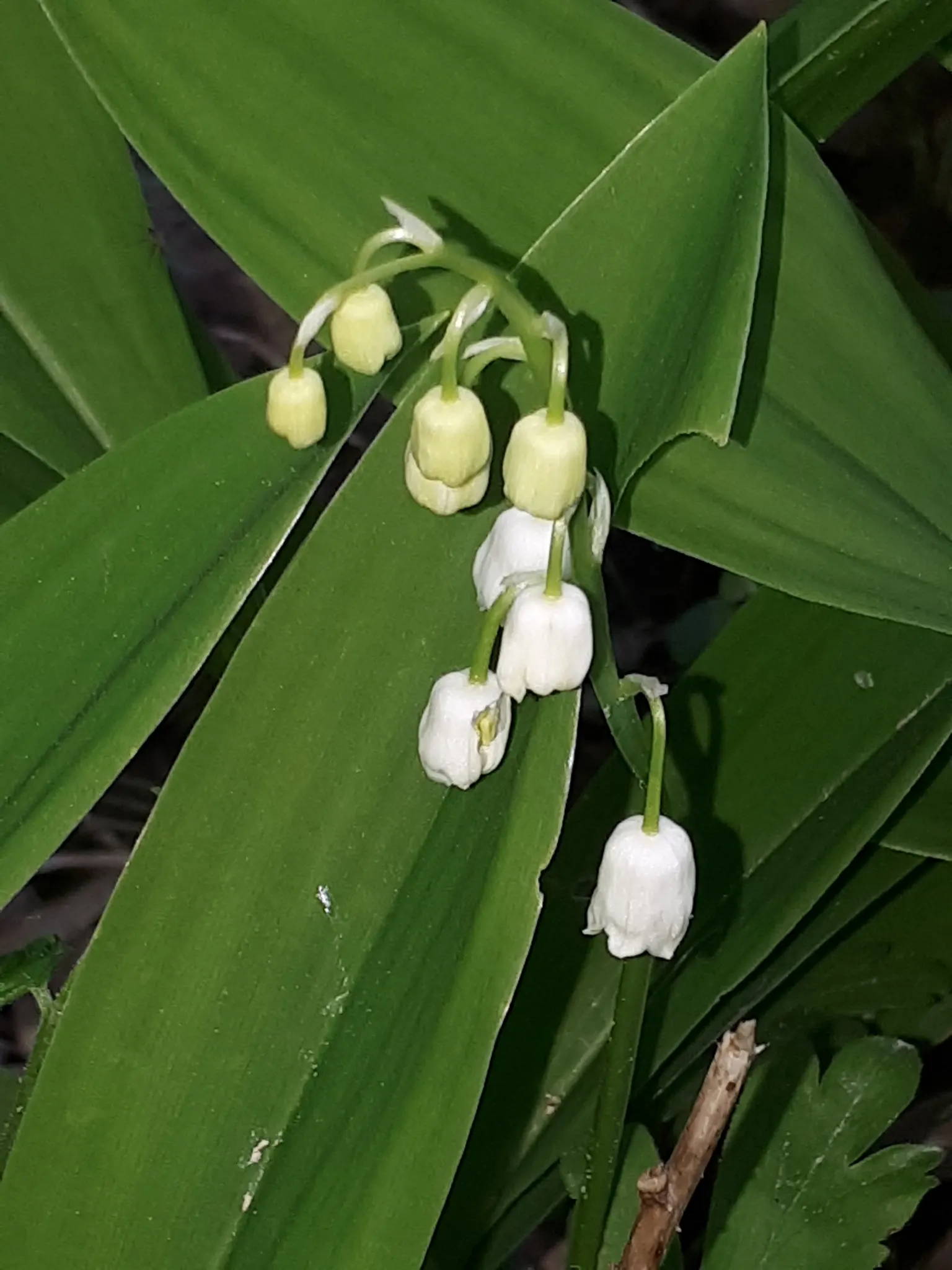 Lily-Of-The-Valley (Convallaria Majalis) — Zones 2-7, providing a delicate underlayer or edge planting with minimal maintenance requirements, image 85