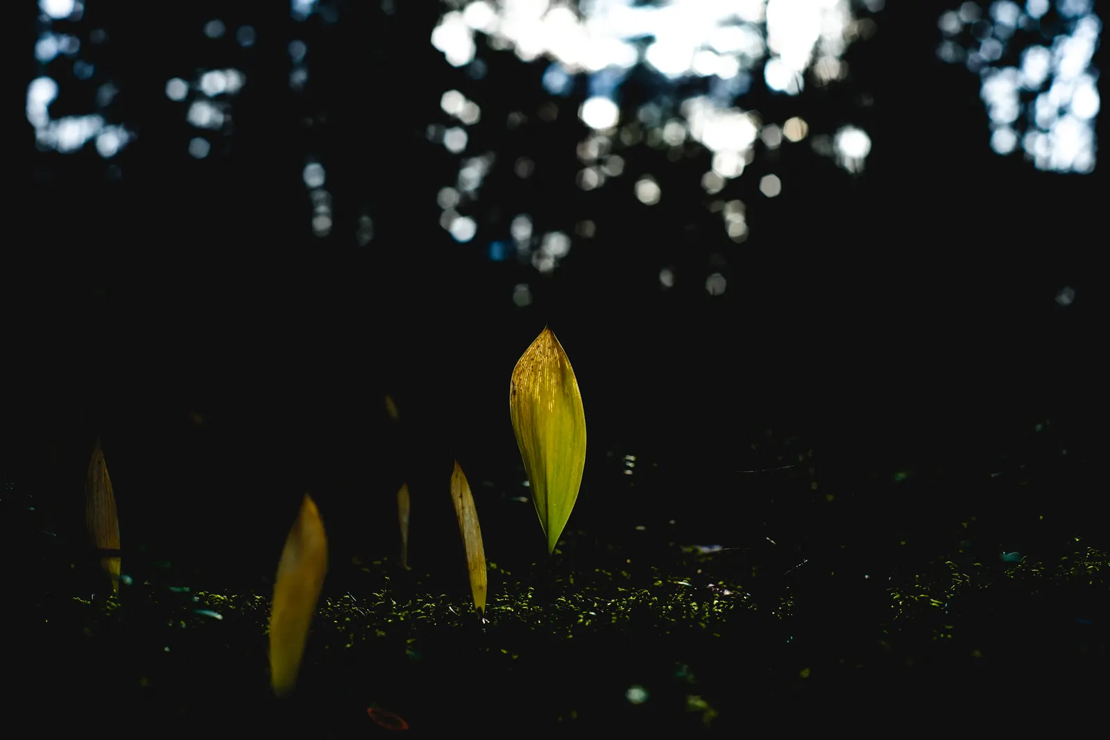 Lily-Of-The-Valley (Convallaria Majalis) — so caution is advised in gardens frequented by pets or small children; fragrant white flowers in late spring