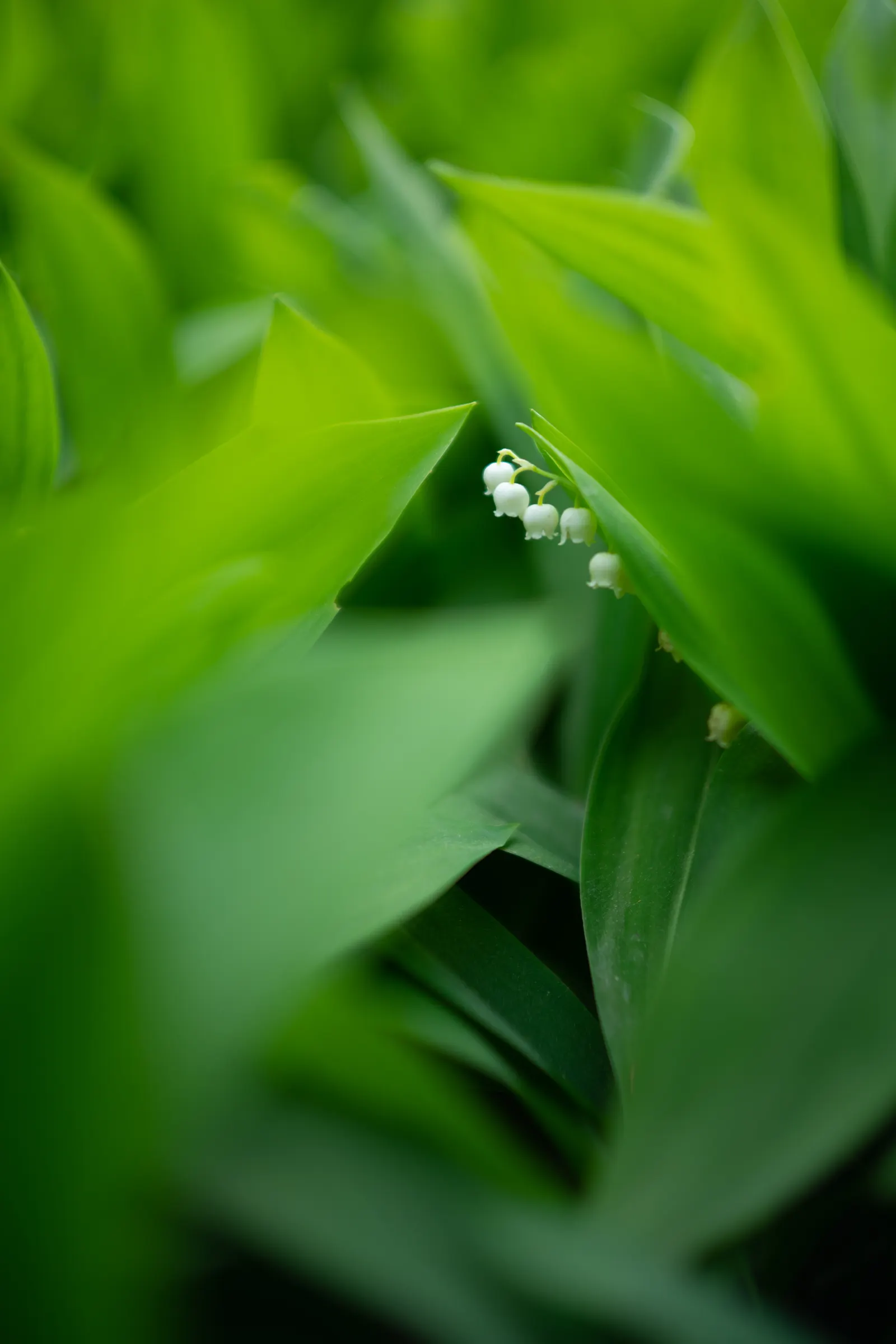 Lily-Of-The-Valley (Convallaria Majalis) — ground cover / perennial for half or shade; its picturesque look and olfactory allure certainly make it, image 80