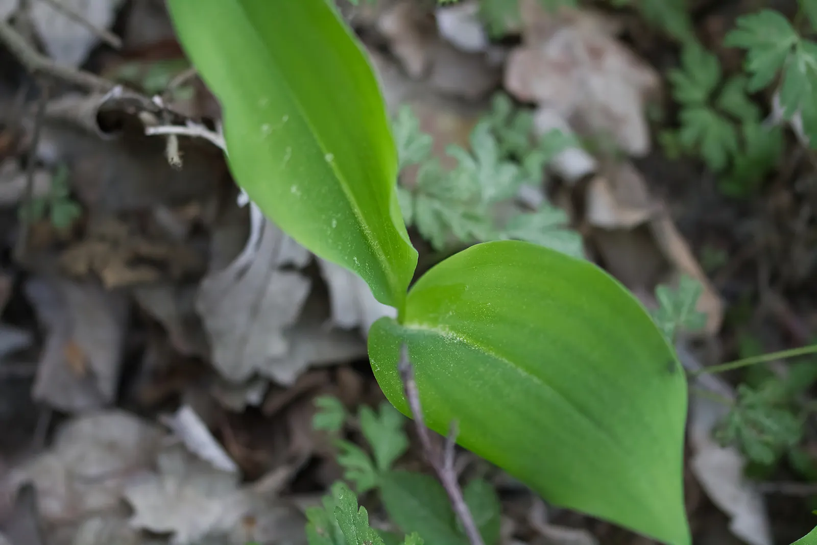 Lily-Of-The-Valley (Convallaria Majalis) — fragrant white flowers in late spring; beware: All parts are toxic if ingested, image 97