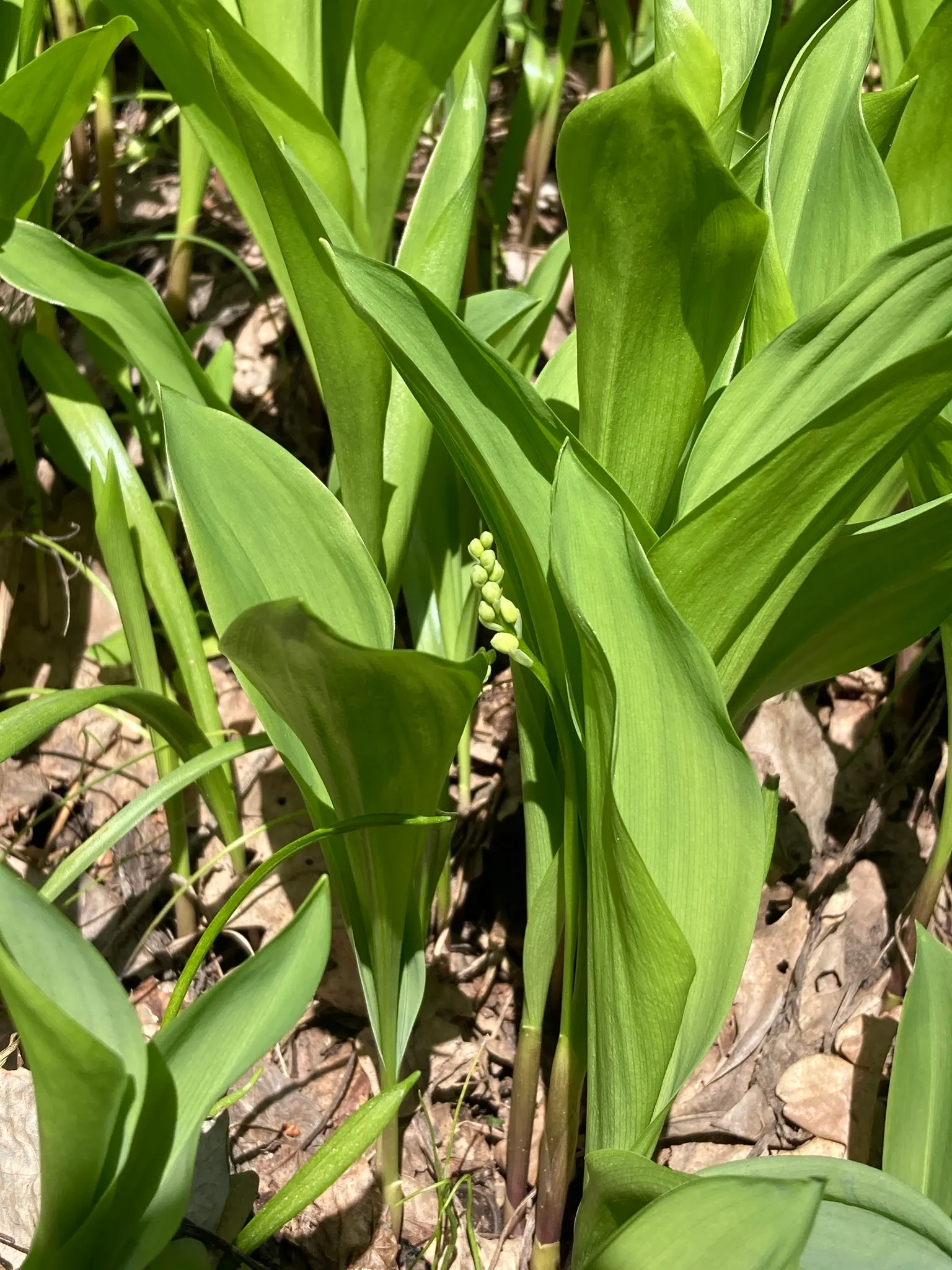 Lily-Of-The-Valley (Convallaria Majalis) — its picturesque look and olfactory allure certainly make it a worthwhile addition to any shade garden, image 45