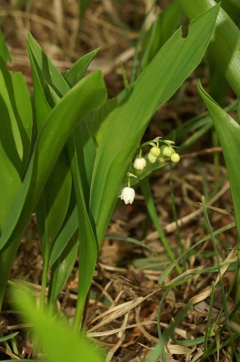 Lily-Of-The-Valley (Convallaria Majalis) — ground cover / perennial with white blooms; bell-shaped flowers and sweet fragrance