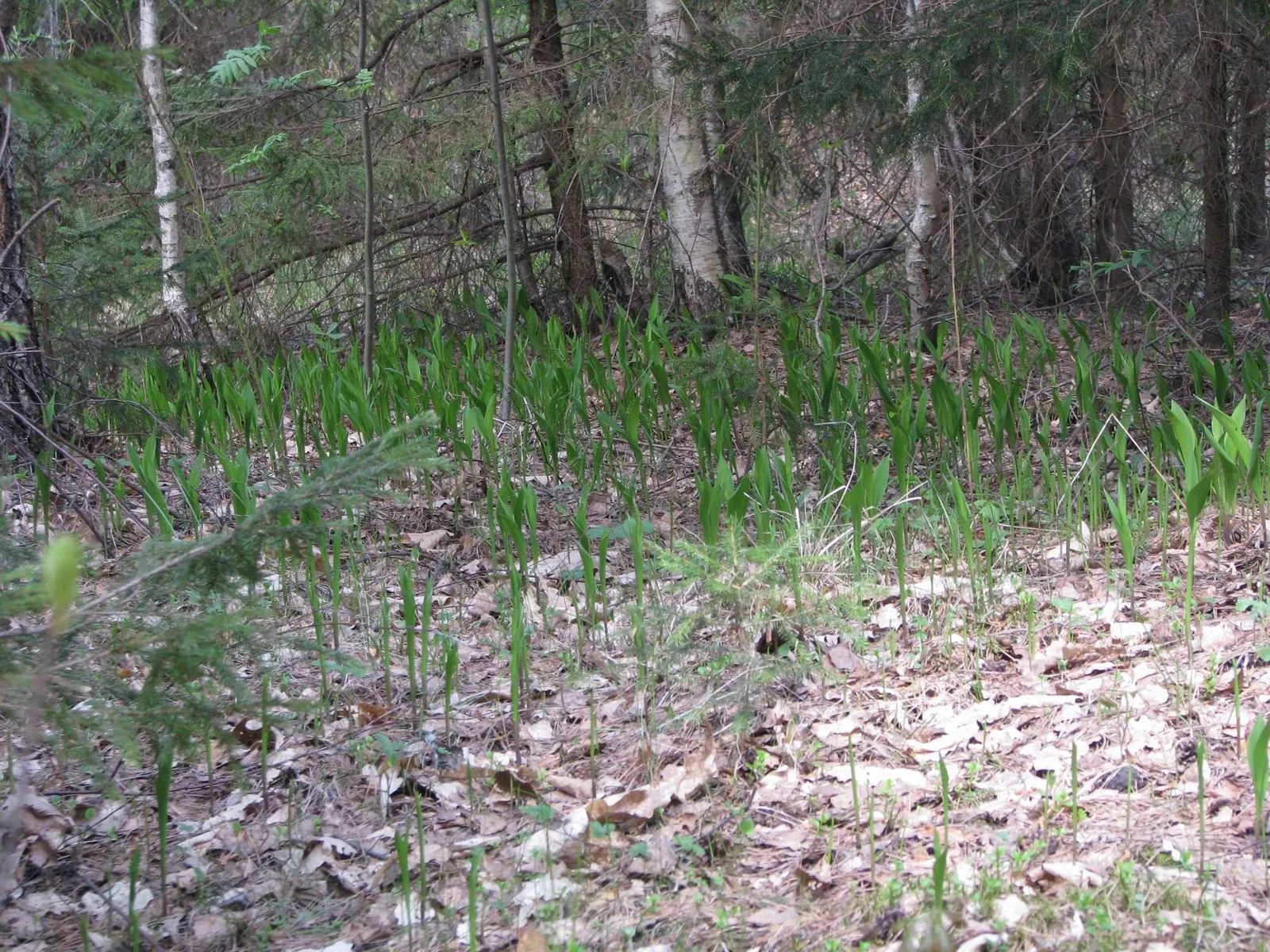 Lily-Of-The-Valley (Convallaria Majalis) — Spreads vigorously through rhizomes, ideal for woodland gardens; it thrives in partial to full shade and, image 51