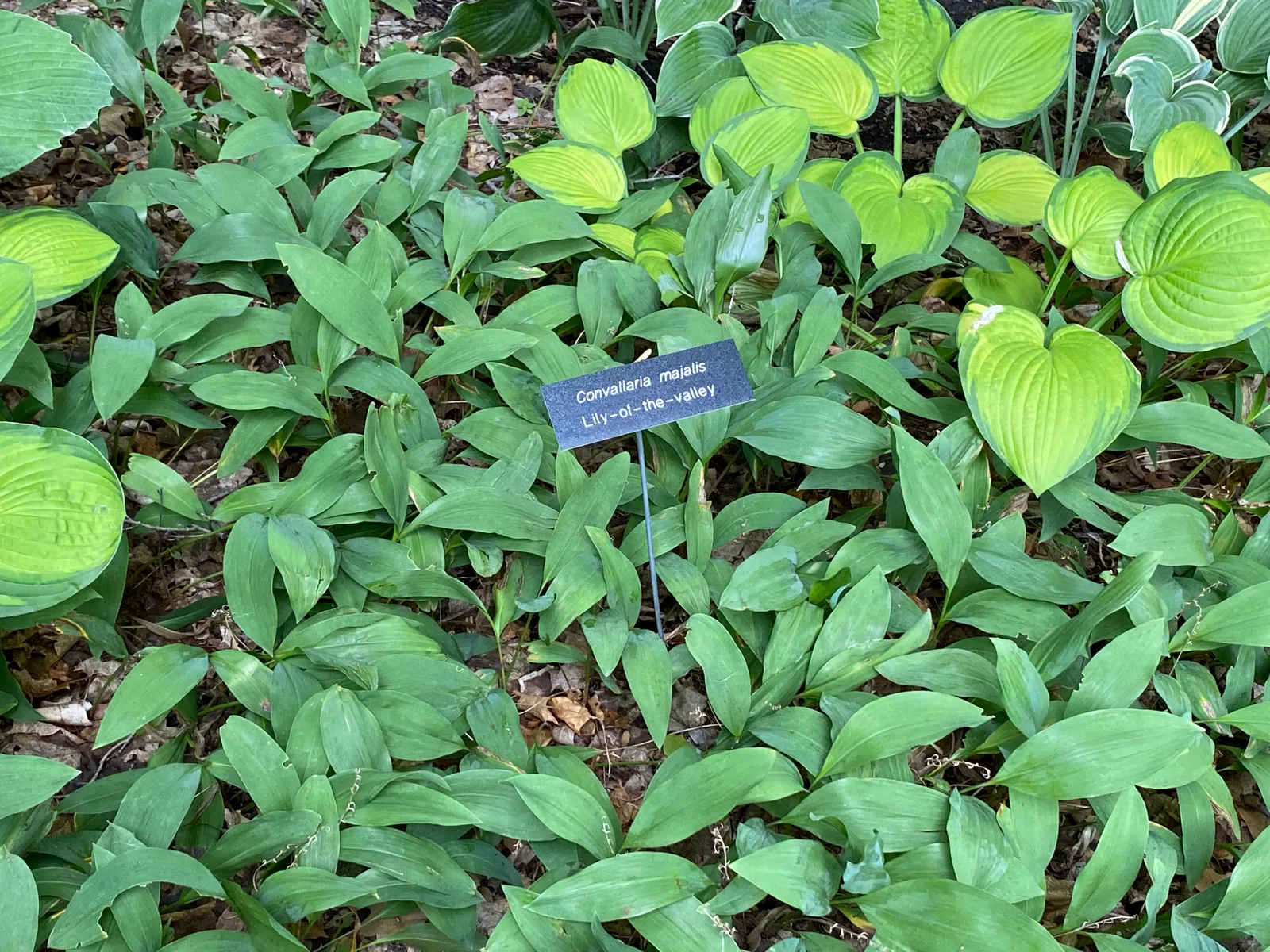 Lily-Of-The-Valley (Convallaria Majalis) — fragrant white flowers in late spring