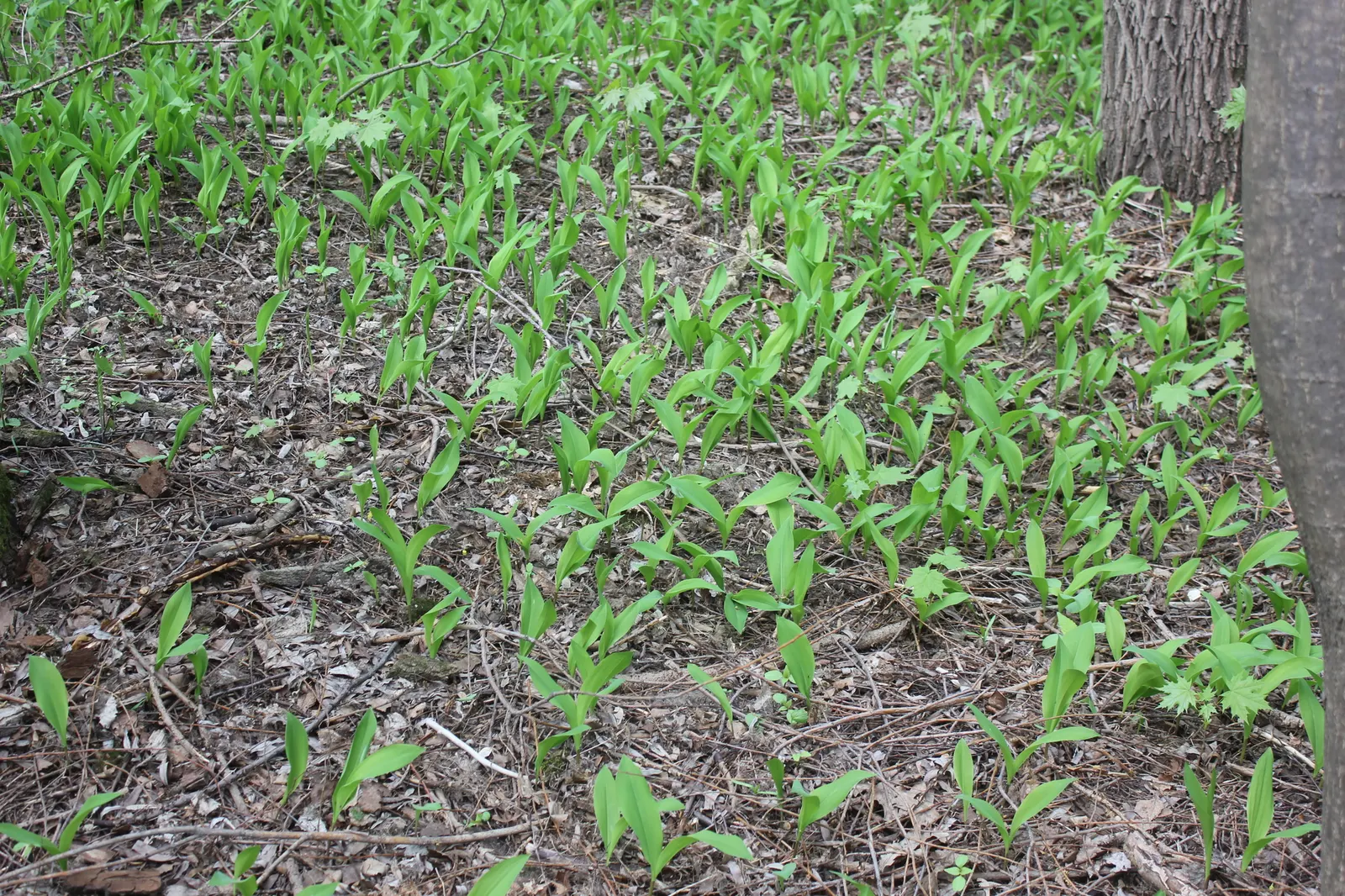 Lily-Of-The-Valley (Convallaria Majalis) — consider its utility as a ground cover under deciduous trees or within shaded borders; spreads, image 90