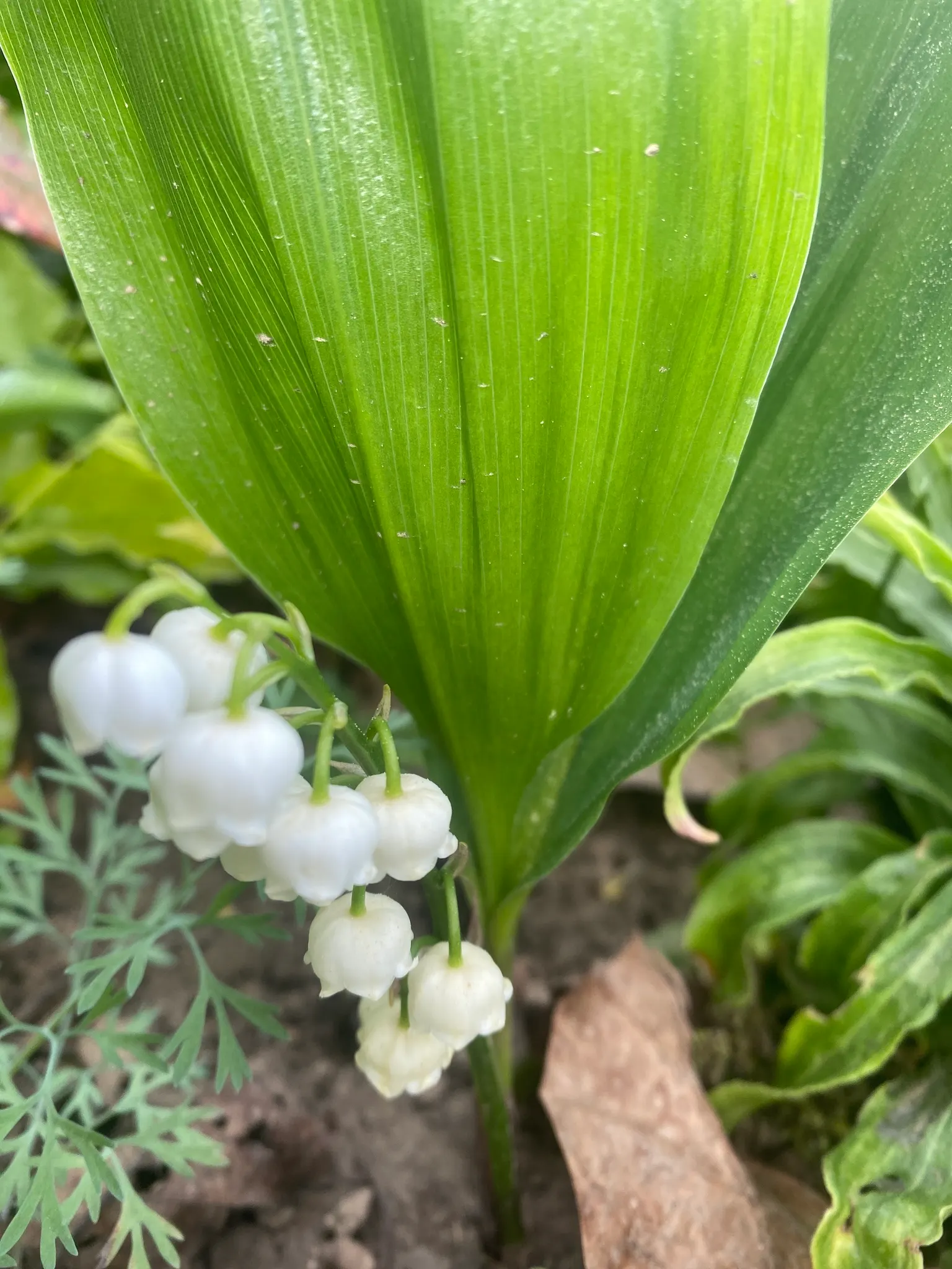 Lily-Of-The-Valley (Convallaria Majalis) — consider its utility as a ground cover under deciduous trees or within shaded borders