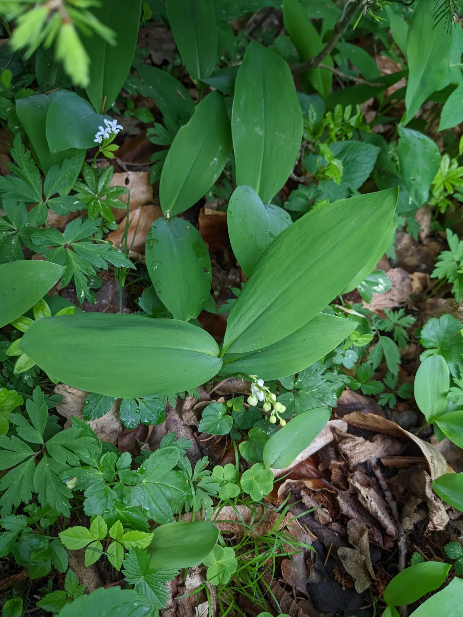 Lily-Of-The-Valley (Convallaria Majalis) — it thrives in partial to full shade and prefers moist; note that all parts of the plant are highly toxic, image 98