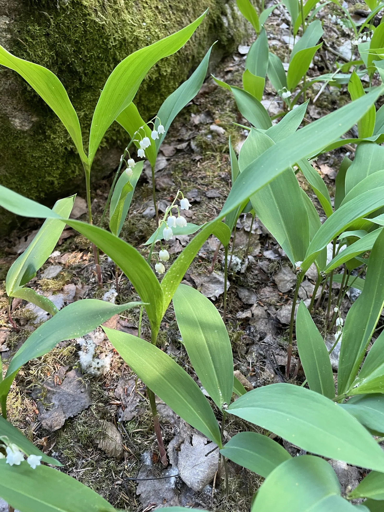 Lily-Of-The-Valley (Convallaria Majalis) — so caution is advised in gardens frequented by pets or small children; fragrant white flowers in late, image 60