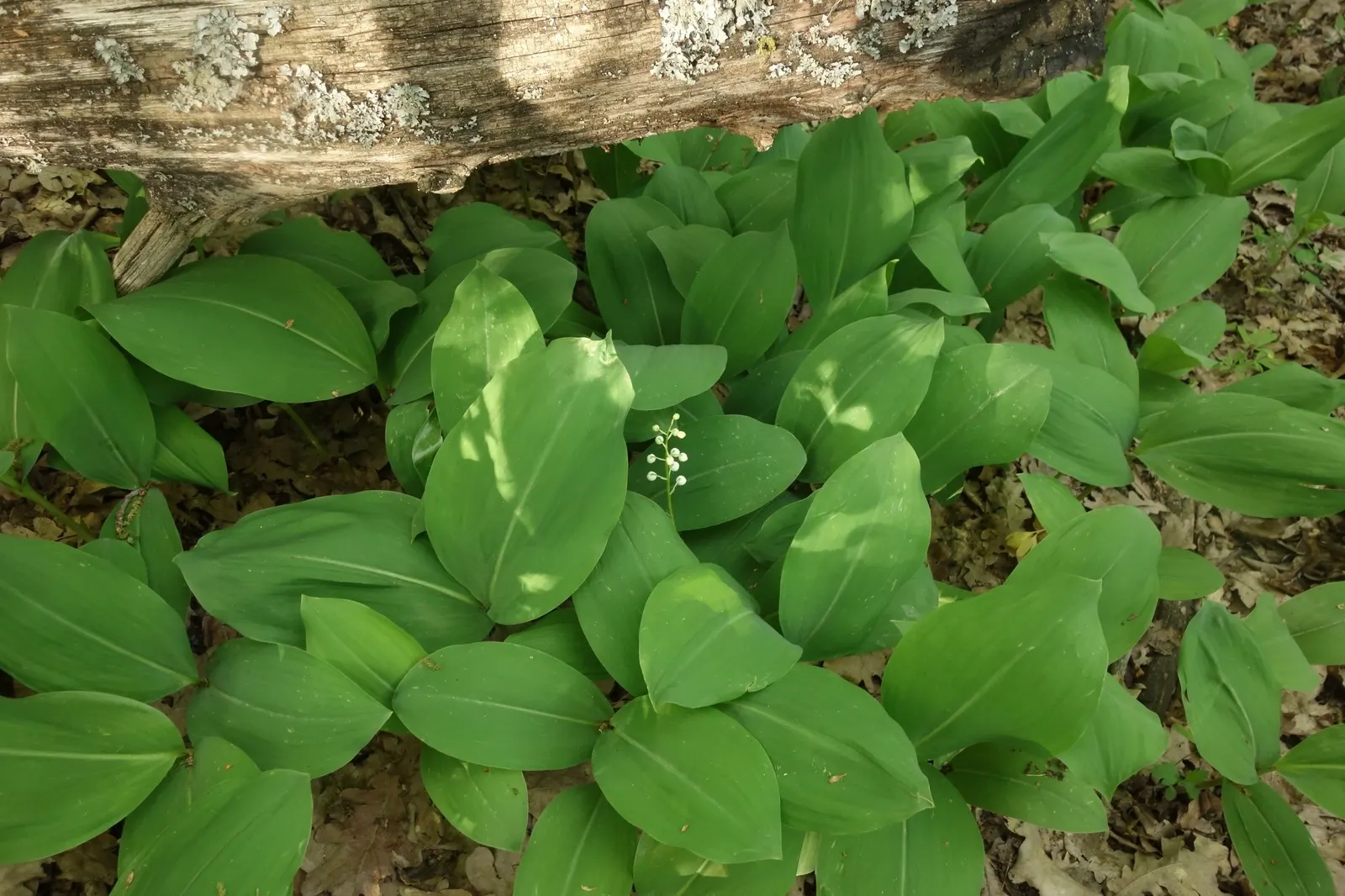 Lily-Of-The-Valley (Convallaria Majalis) — Spreads vigorously through rhizomes, ideal for woodland gardens; it thrives in partial to full shade and, image 83