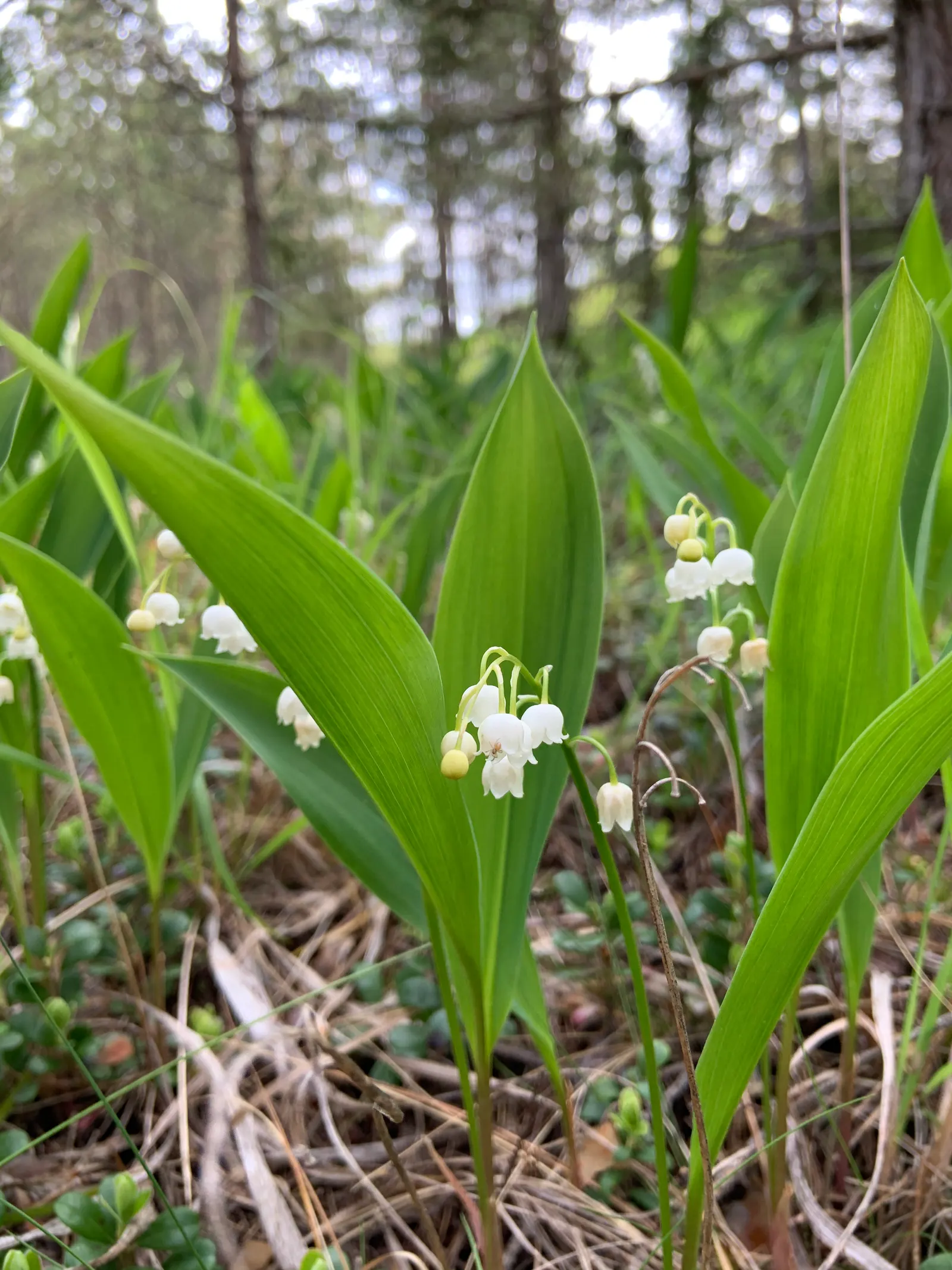 Lily-Of-The-Valley (Convallaria Majalis) — Beware: All parts are toxic if ingested; in late spring, usually around May, you'll be greeted with, image 100