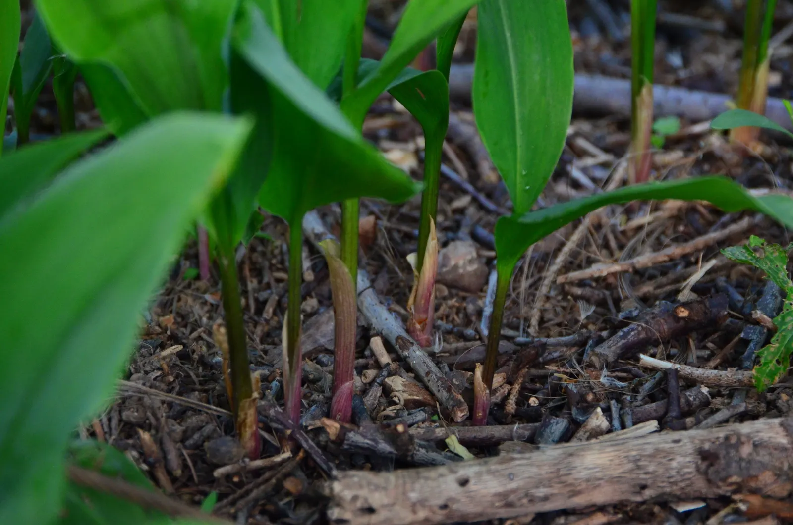 Lily-Of-The-Valley (Convallaria Majalis) — white flowers in the garden; ground cover / perennial with white blooms, image 62