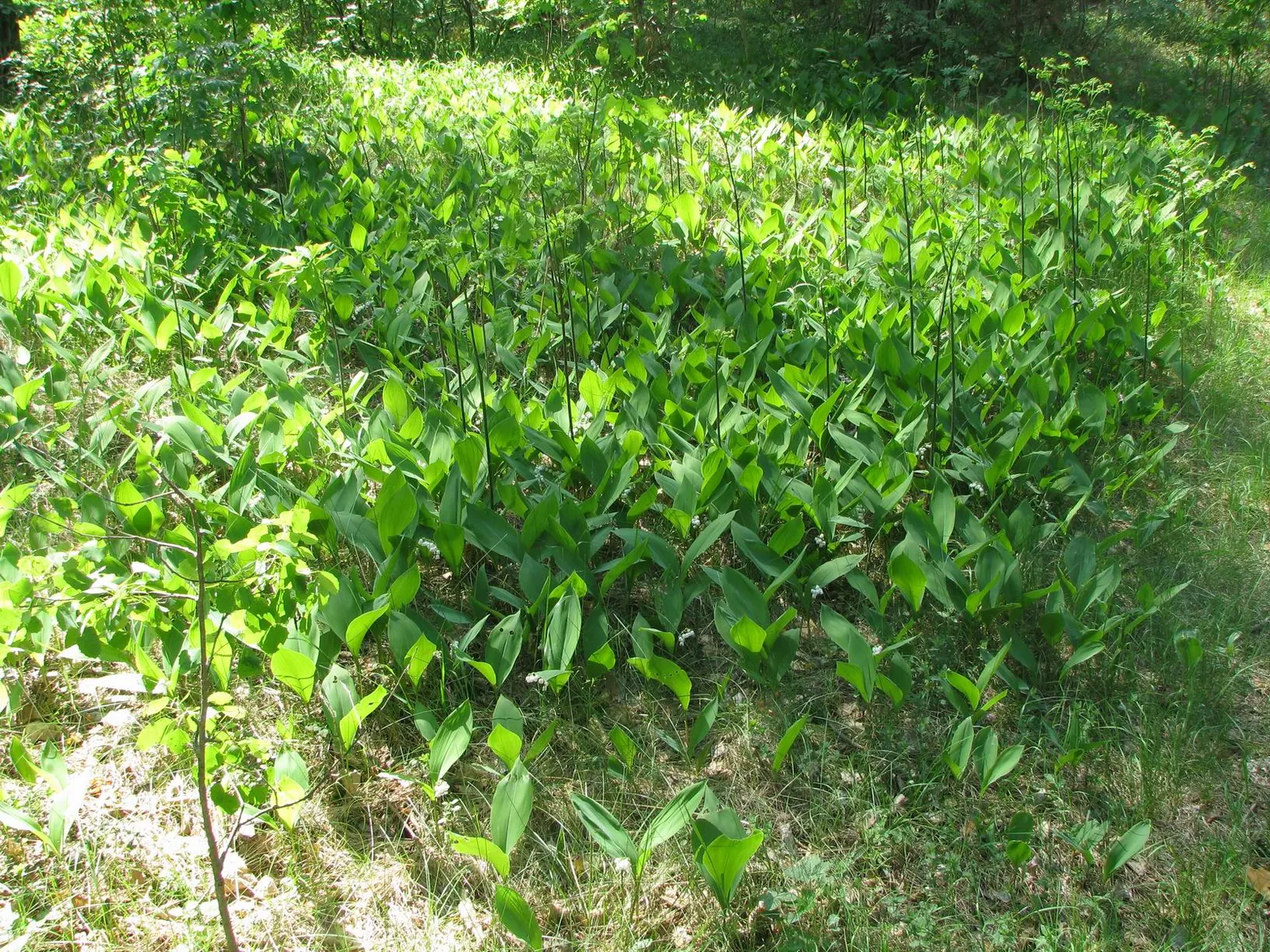 Lily-Of-The-Valley (Convallaria Majalis) — so caution is advised in gardens frequented by pets or small children; fragrant white flowers in late, image 44
