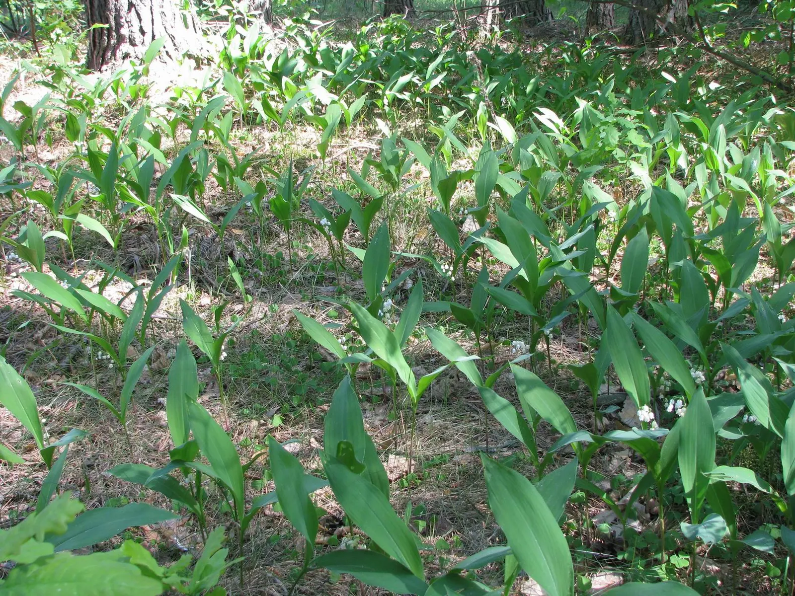 Lily-Of-The-Valley (Convallaria Majalis) — bell-shaped flowers and sweet fragrance; it thrives in partial to full shade, image 54
