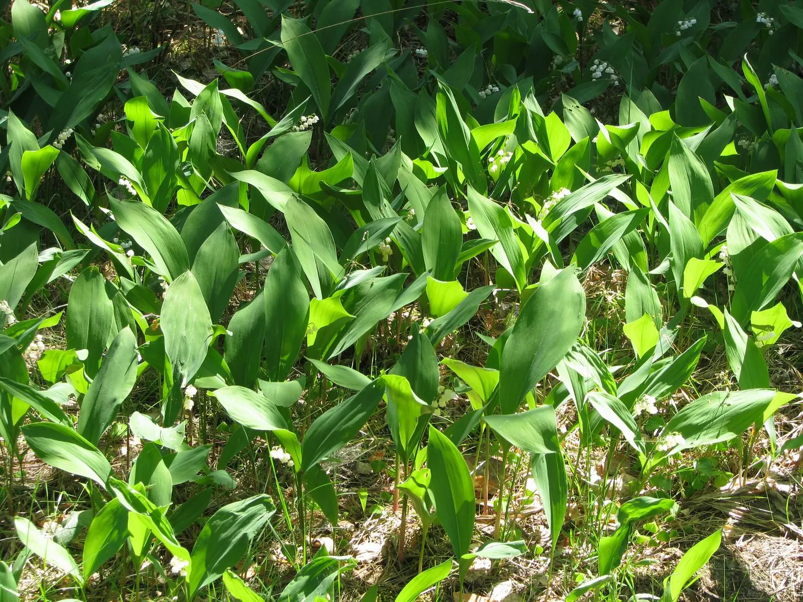 Lily-Of-The-Valley (Convallaria Majalis) — its picturesque look and olfactory allure certainly make it a worthwhile addition to any shade garden, image 77