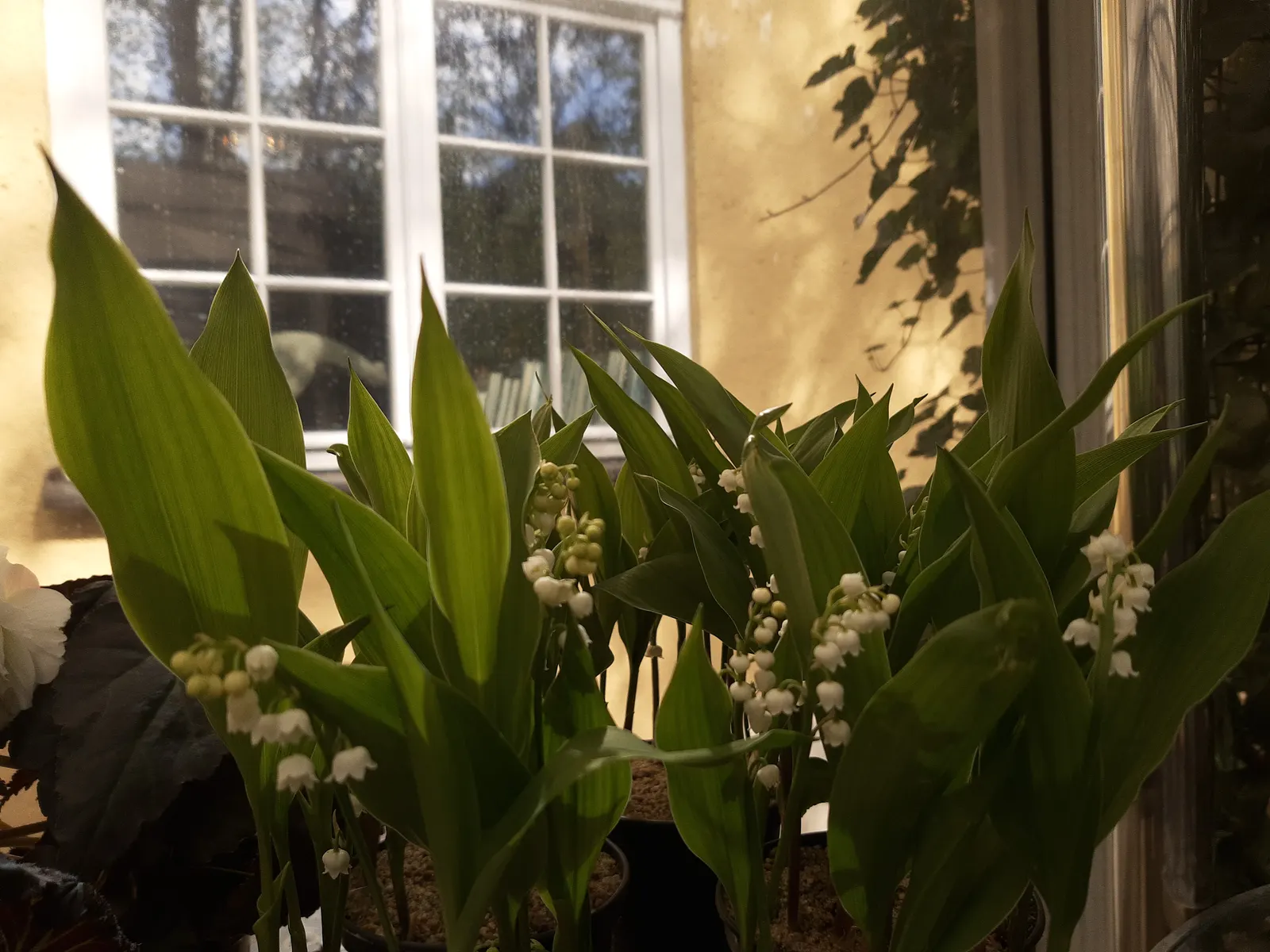 Lily-Of-The-Valley (Convallaria Majalis) — bell-shaped flowers and sweet fragrance; it thrives in partial to full shade, image 86