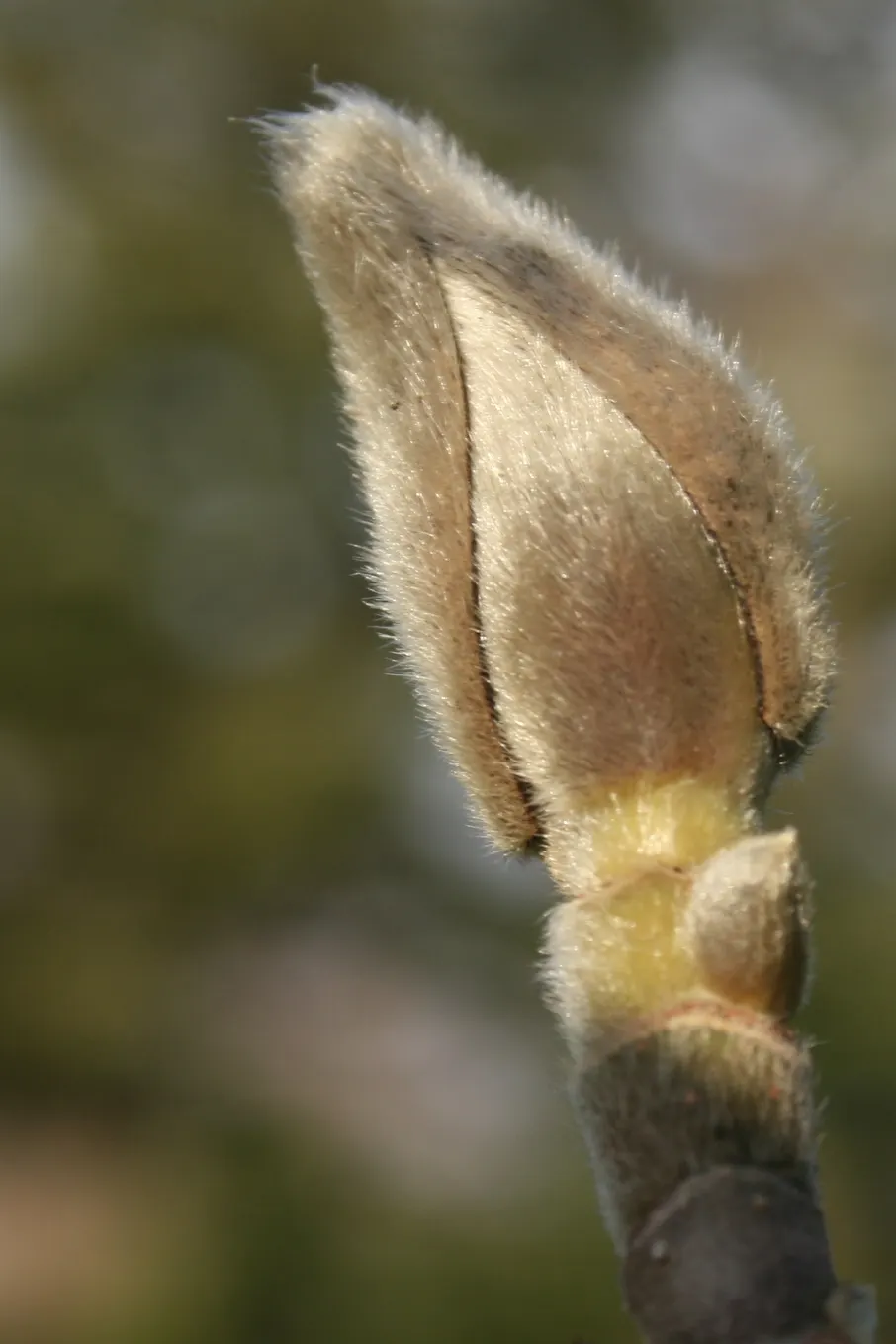 Yulan Magnolia (Magnolia Denudata) — This creates a dramatic and delightful display that heralds the arrival of spring; its elegant, upright form, image 80