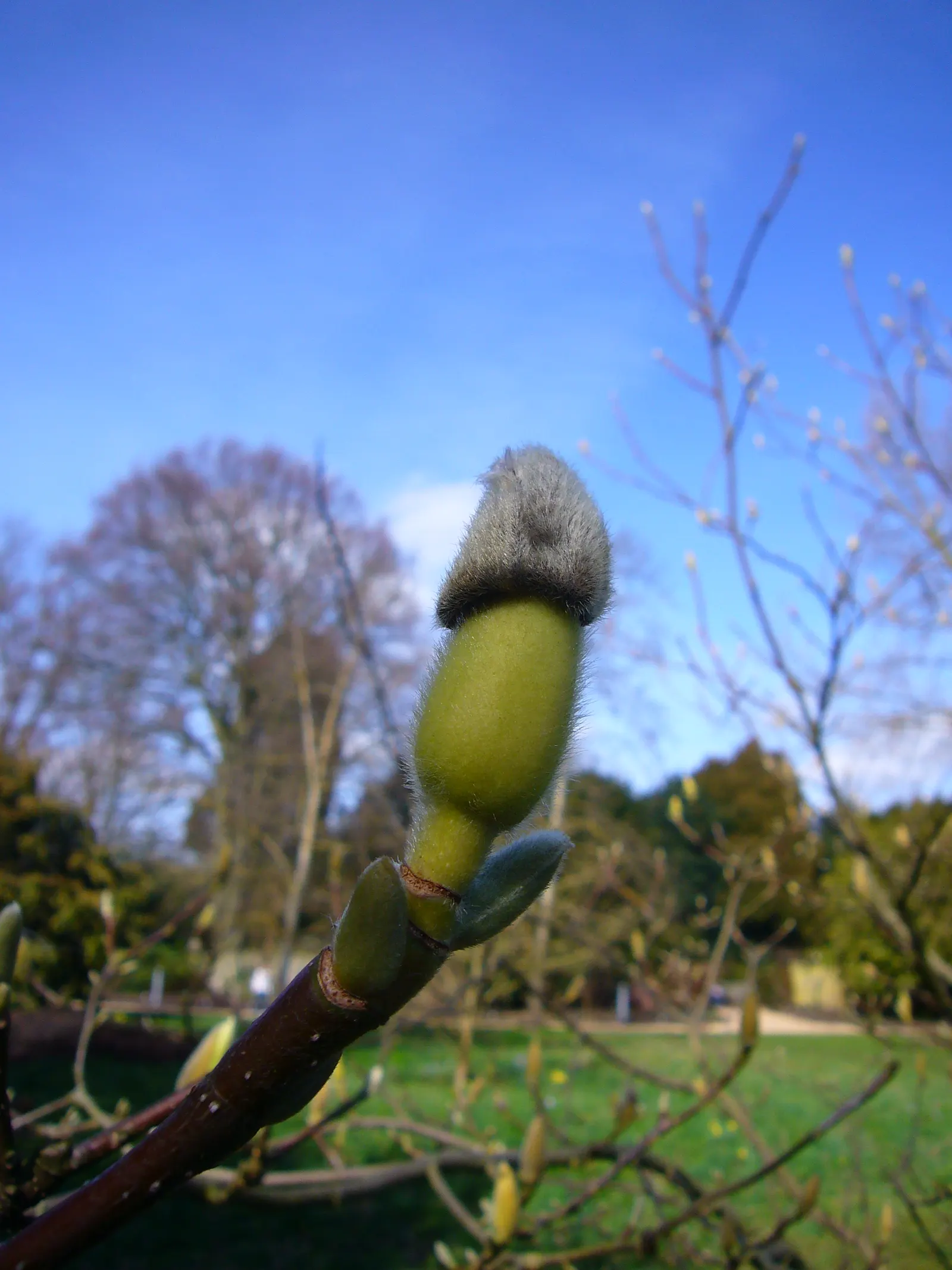 Yulan Magnolia (Magnolia Denudata) — slightly acidic to neutral soil; and emerge on naked branches before the foliage unfurls