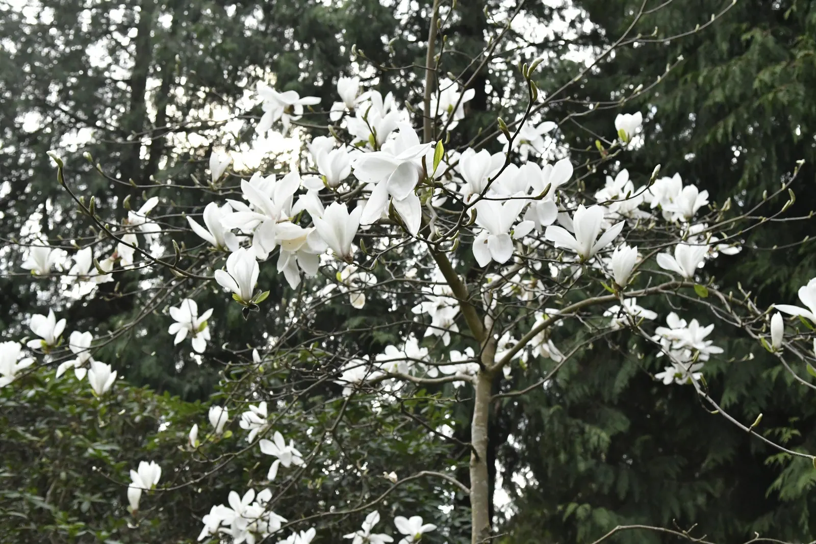 Yulan Magnolia (Magnolia Denudata) — This magnolia typically reaches a height and spread of 30-40 feet; adding a layer of mulch around the base can, image 72