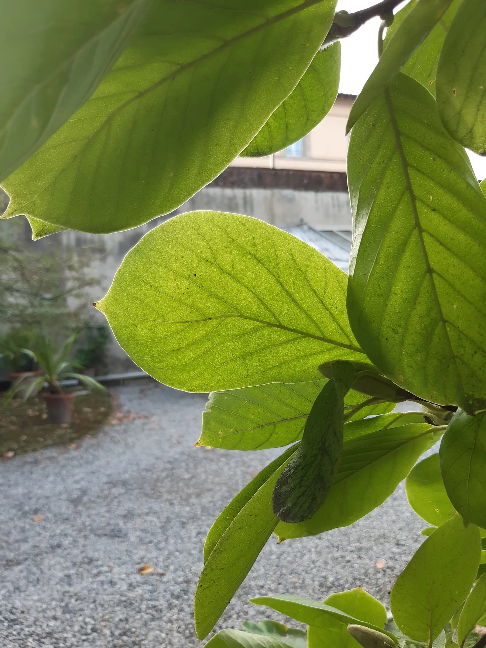 Yulan Magnolia (Magnolia Denudata) — The Yulan Magnolia's foliage is also attractive; its leaves grow up to 6 inches long, image 35