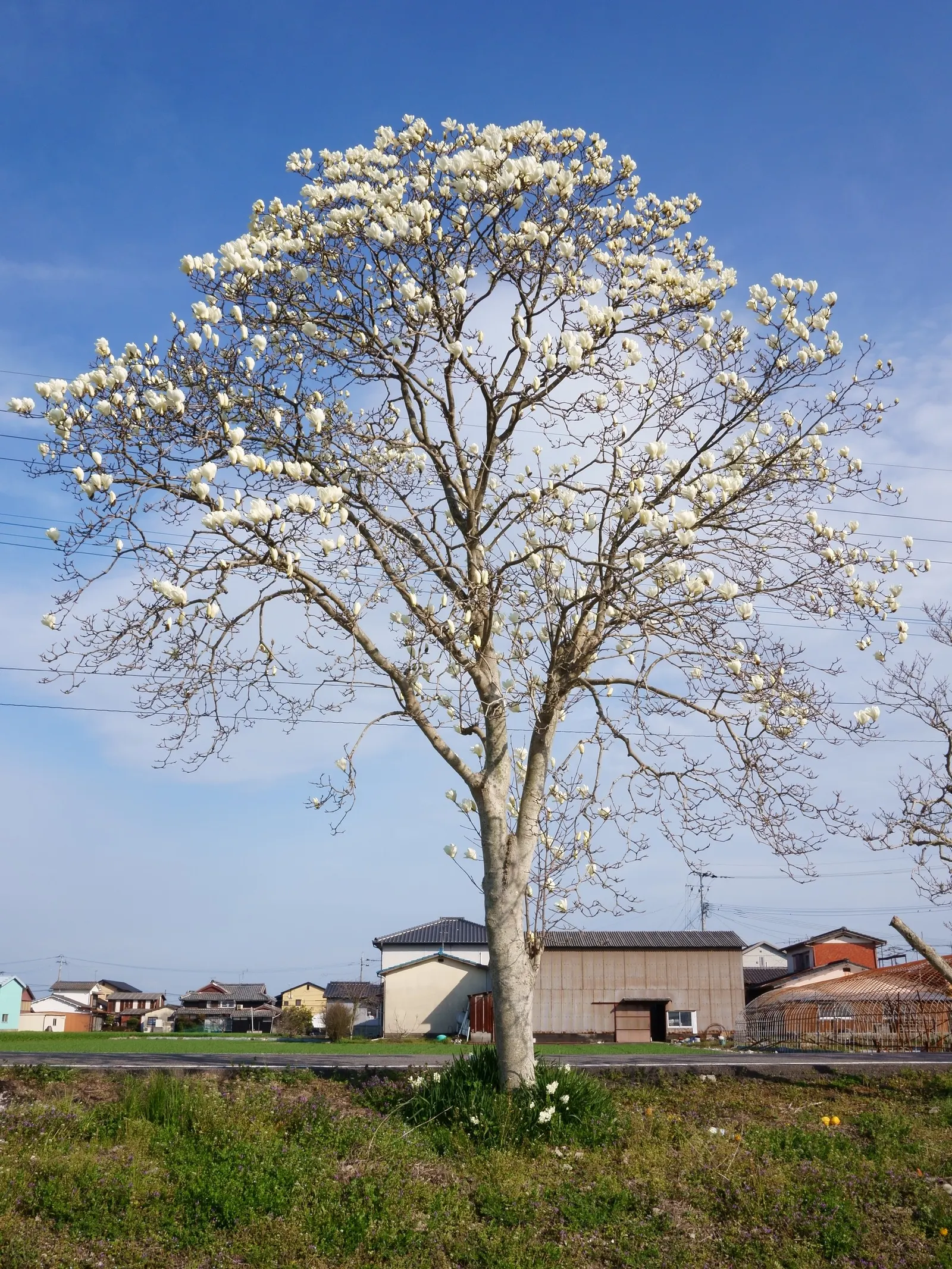 Yulan Magnolia (Magnolia Denudata) — It thrives best in full sun to partial shade and requires regular watering, particularly during dry spells; care should be