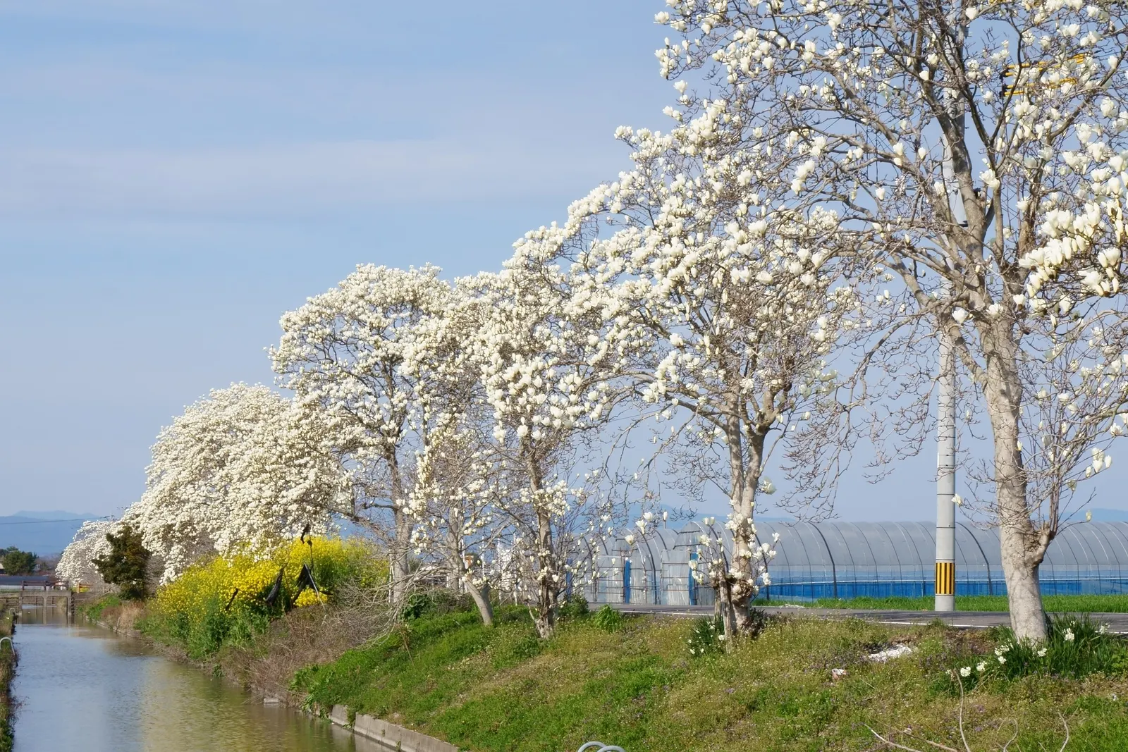 Yulan Magnolia (Magnolia Denudata) — This species typically reaches a height of 30 to 40 feet and spreads out 25 to 30 feet at maturity; consider, image 78