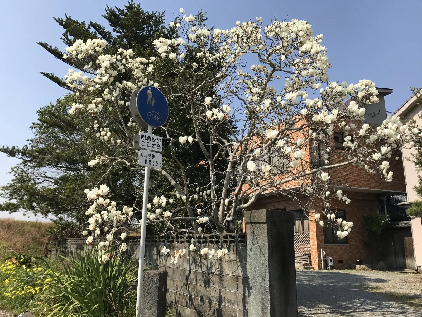 Yulan Magnolia (Magnolia Denudata) — Before the bright green leaves unfurl, it showcases large, fragrant white flowers up to 6 inches across; this, image 71