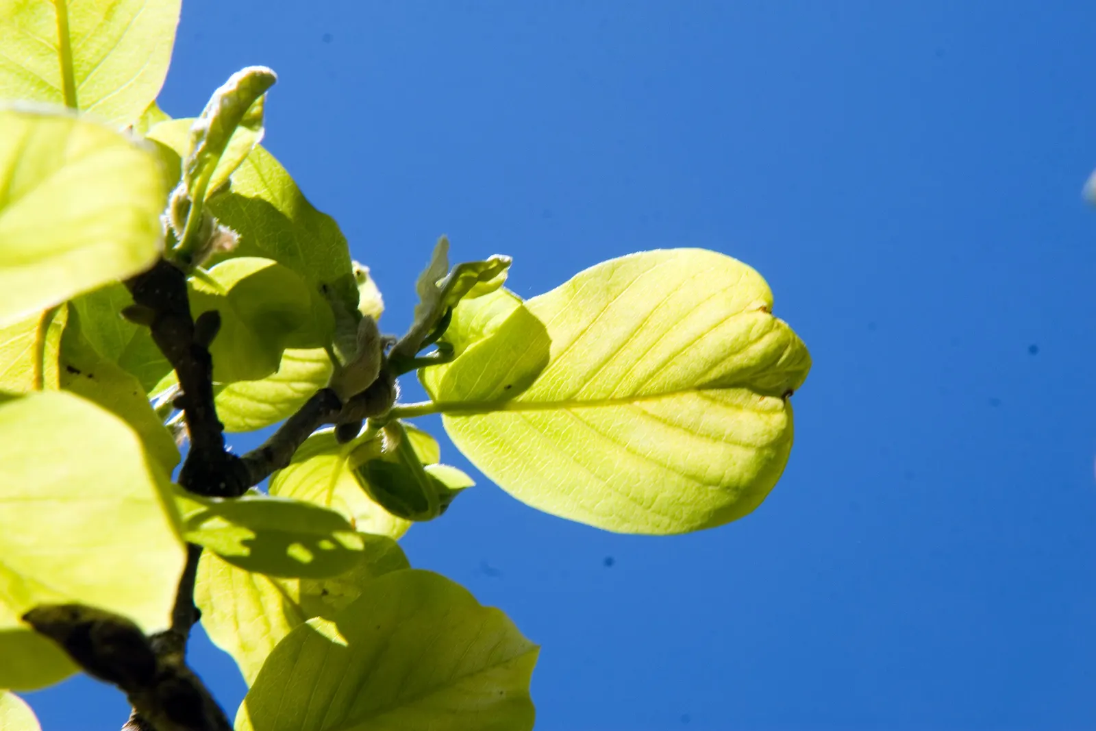 Yulan Magnolia (Magnolia Denudata) — The Yulan Magnolia's foliage is also attractive; its leaves grow up to 6 inches long