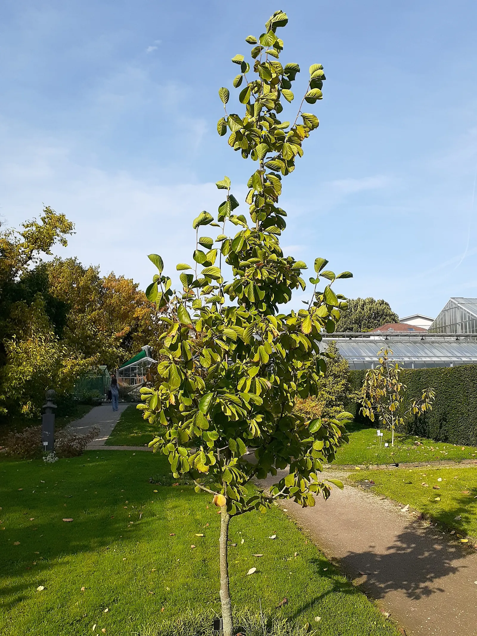 Yulan Magnolia (Magnolia Denudata) — It prefers full sun to partial shade and well-drained soils; before the bright green leaves unfurl, it showcases large