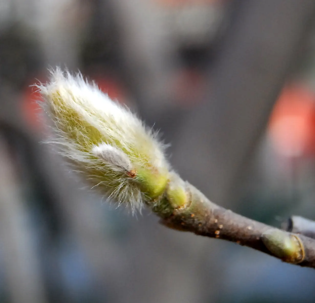 Yulan Magnolia (Magnolia Denudata) — ensuring that it can be a joyous addition to many gardens across a variety of climates; tree with white blooms, image 66